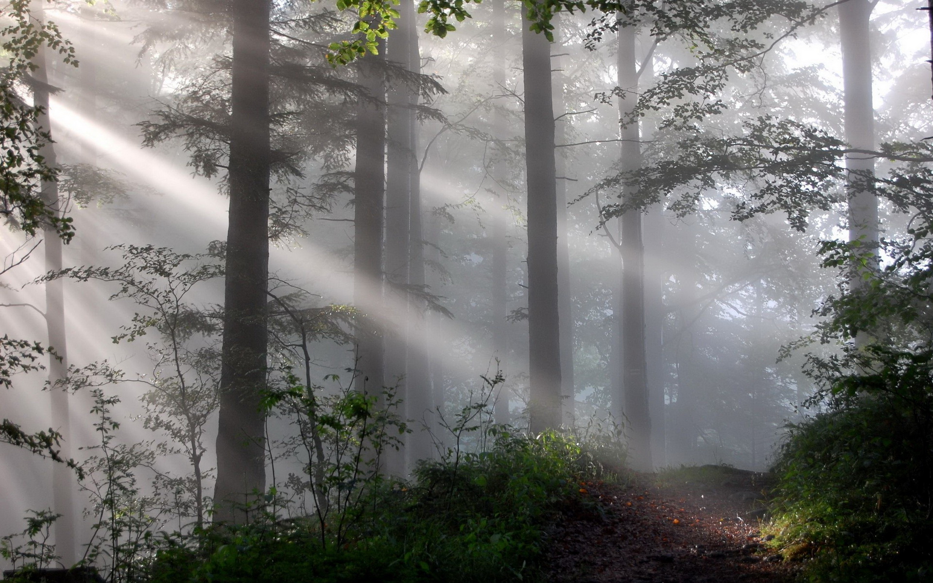 Handy-Wallpaper Wald, Erde/natur kostenlos herunterladen.