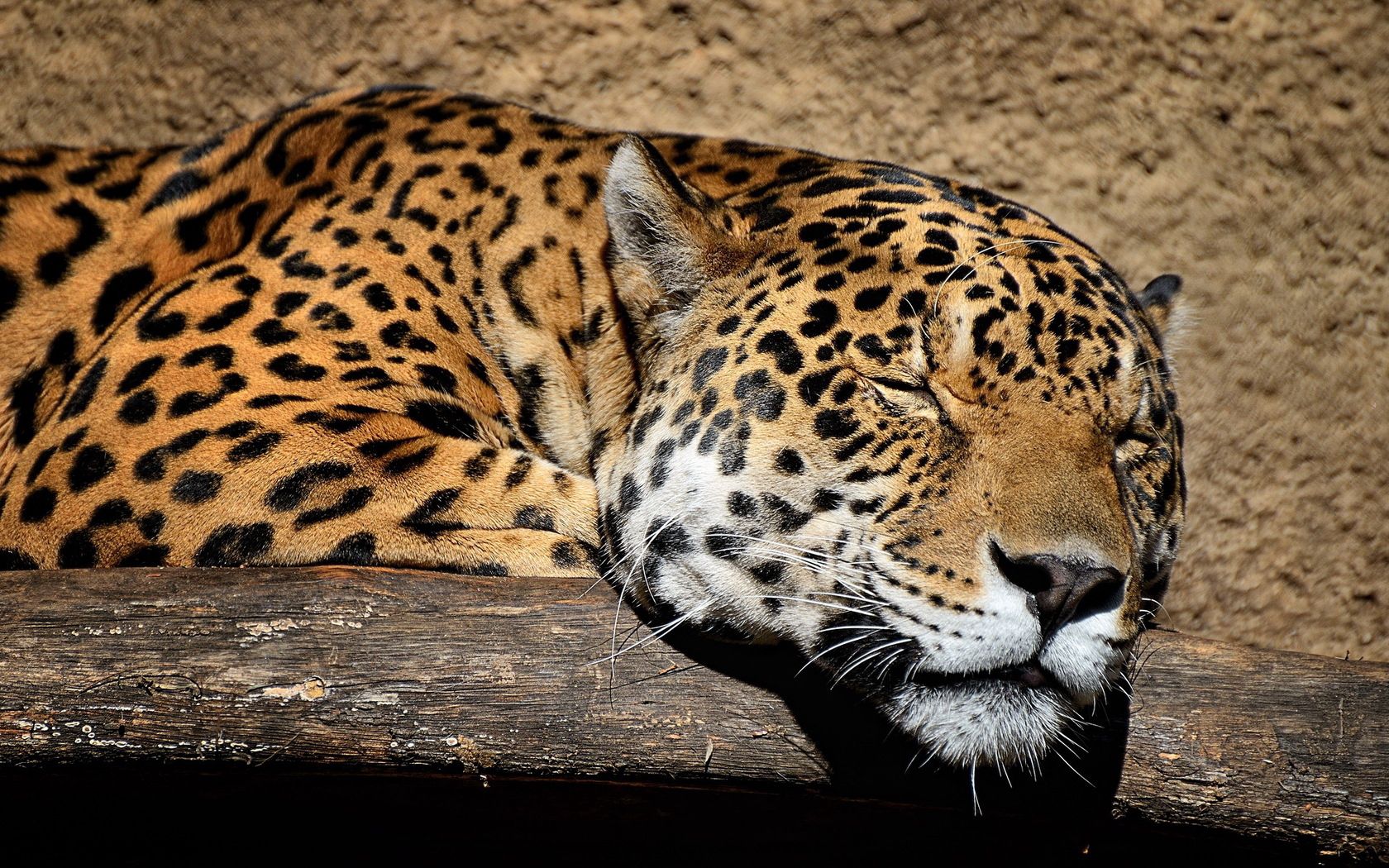 129194 descargar fondo de pantalla animales, jaguar, bozal, gato grande, dormir, soñar: protectores de pantalla e imágenes gratis