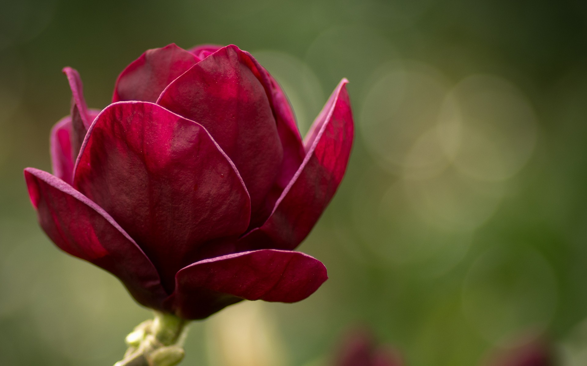 Descarga gratuita de fondo de pantalla para móvil de Flores, Flor, Tierra/naturaleza.