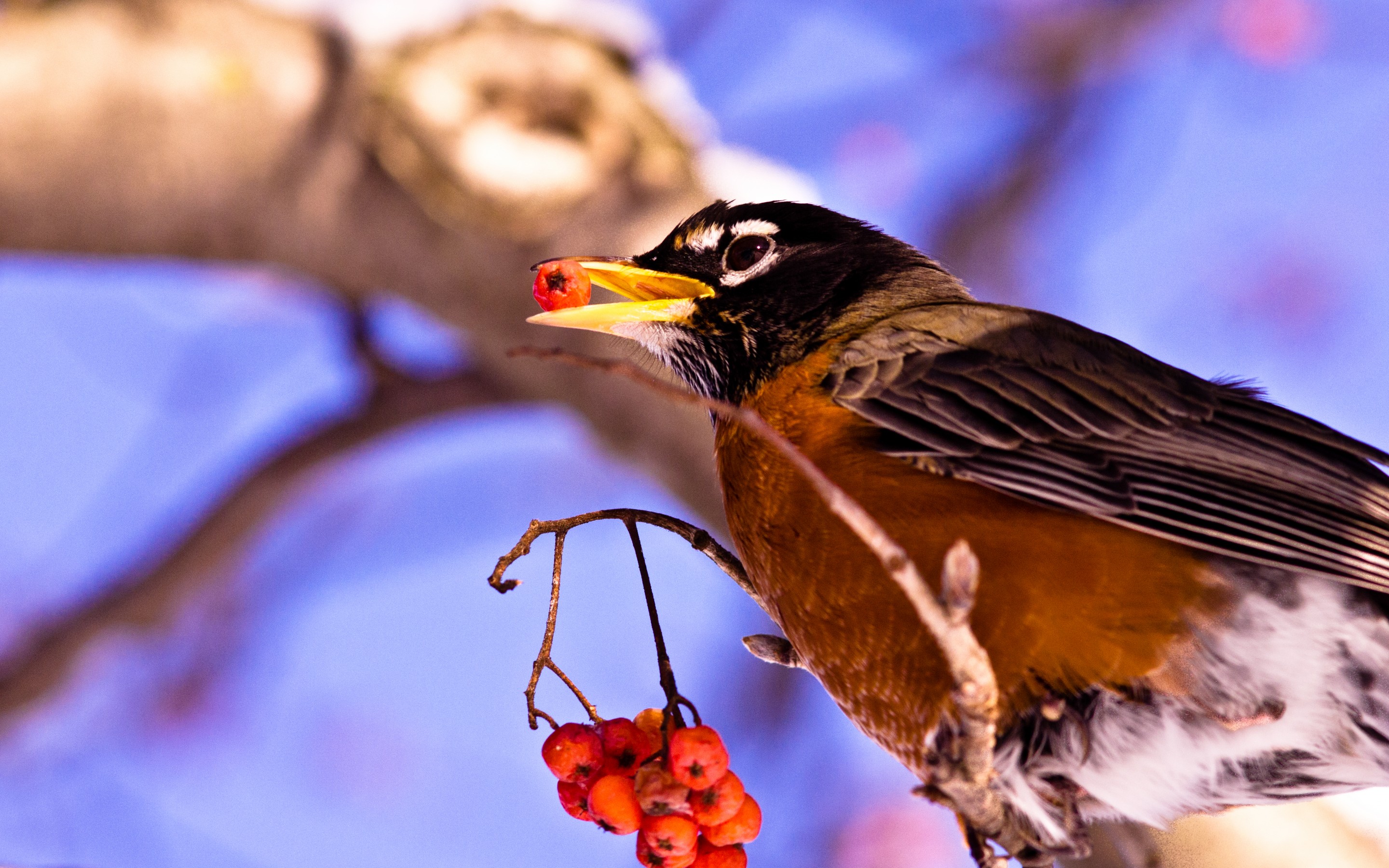 Laden Sie das Vogel, Vögel, Tiere-Bild kostenlos auf Ihren PC-Desktop herunter