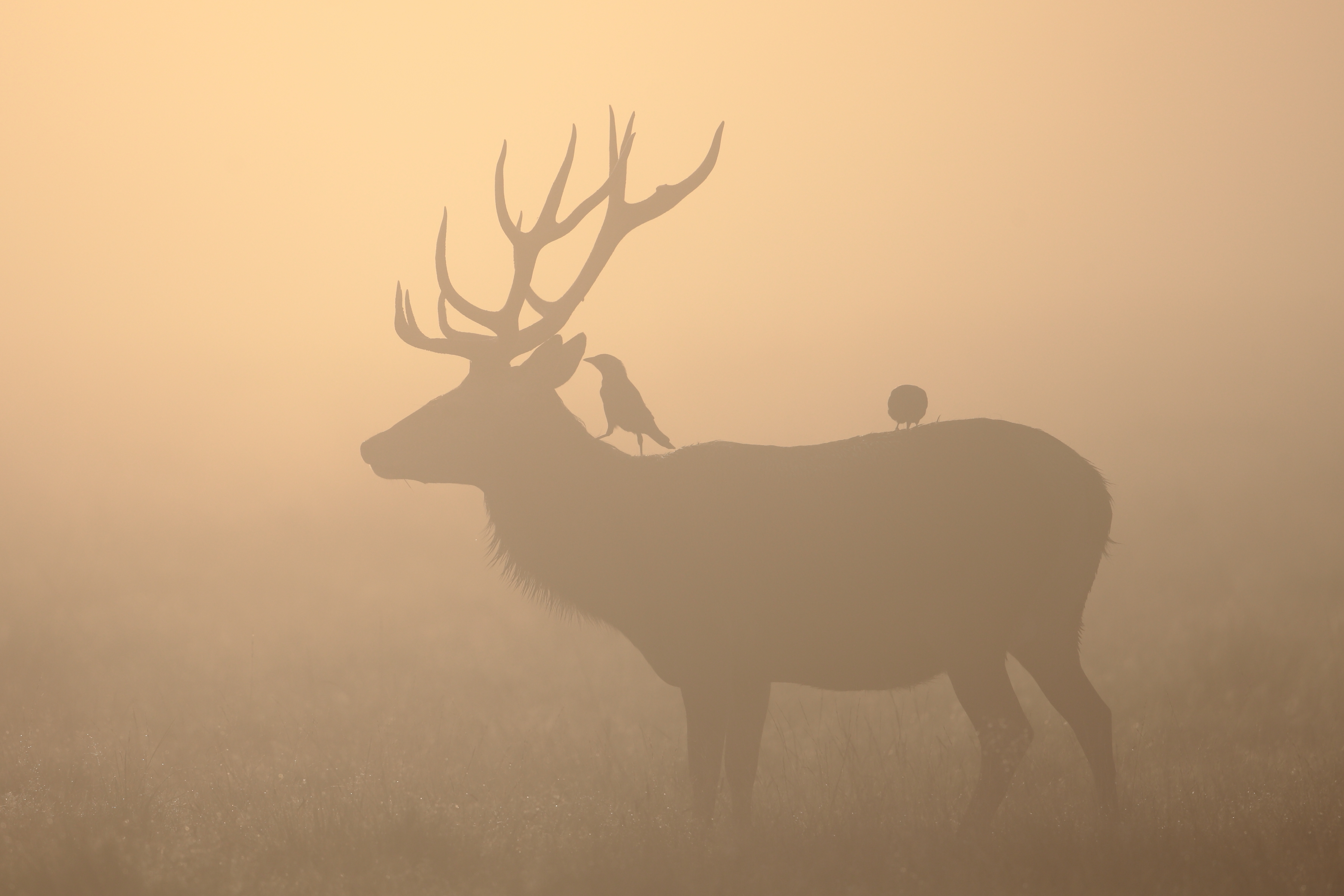 無料モバイル壁紙動物, 鳥, 鹿, シルエット, 霧をダウンロードします。