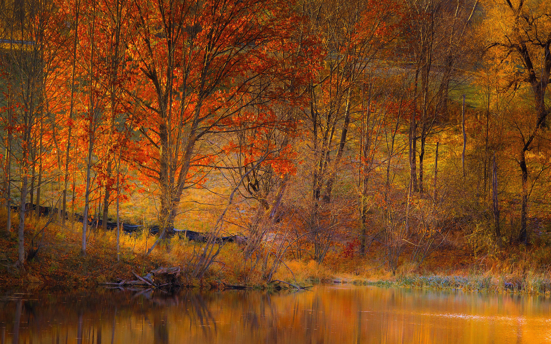 Laden Sie das Herbst, See, Baum, Erde/natur-Bild kostenlos auf Ihren PC-Desktop herunter