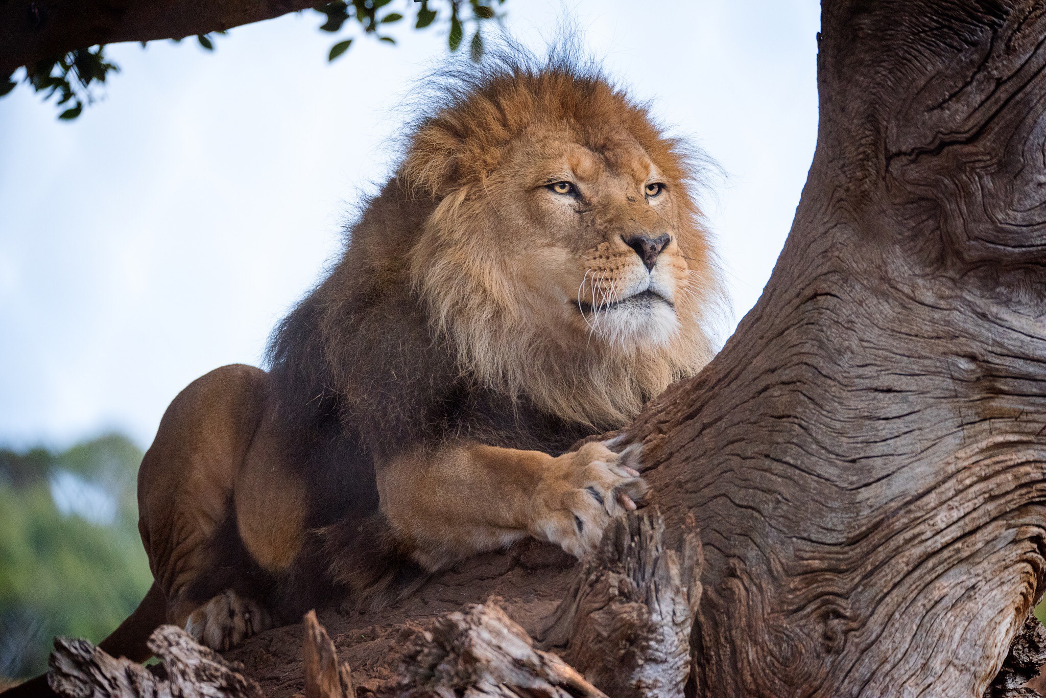 Téléchargez des papiers peints mobile Animaux, Chats, Lion gratuitement.