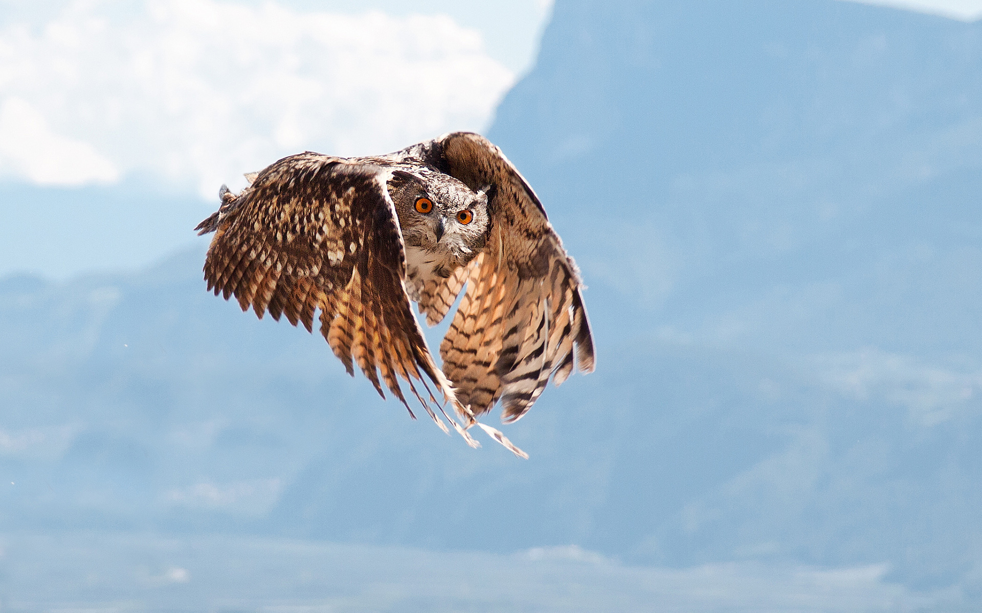 Téléchargez des papiers peints mobile Animaux, Oiseau, Hibou, Des Oiseaux gratuitement.