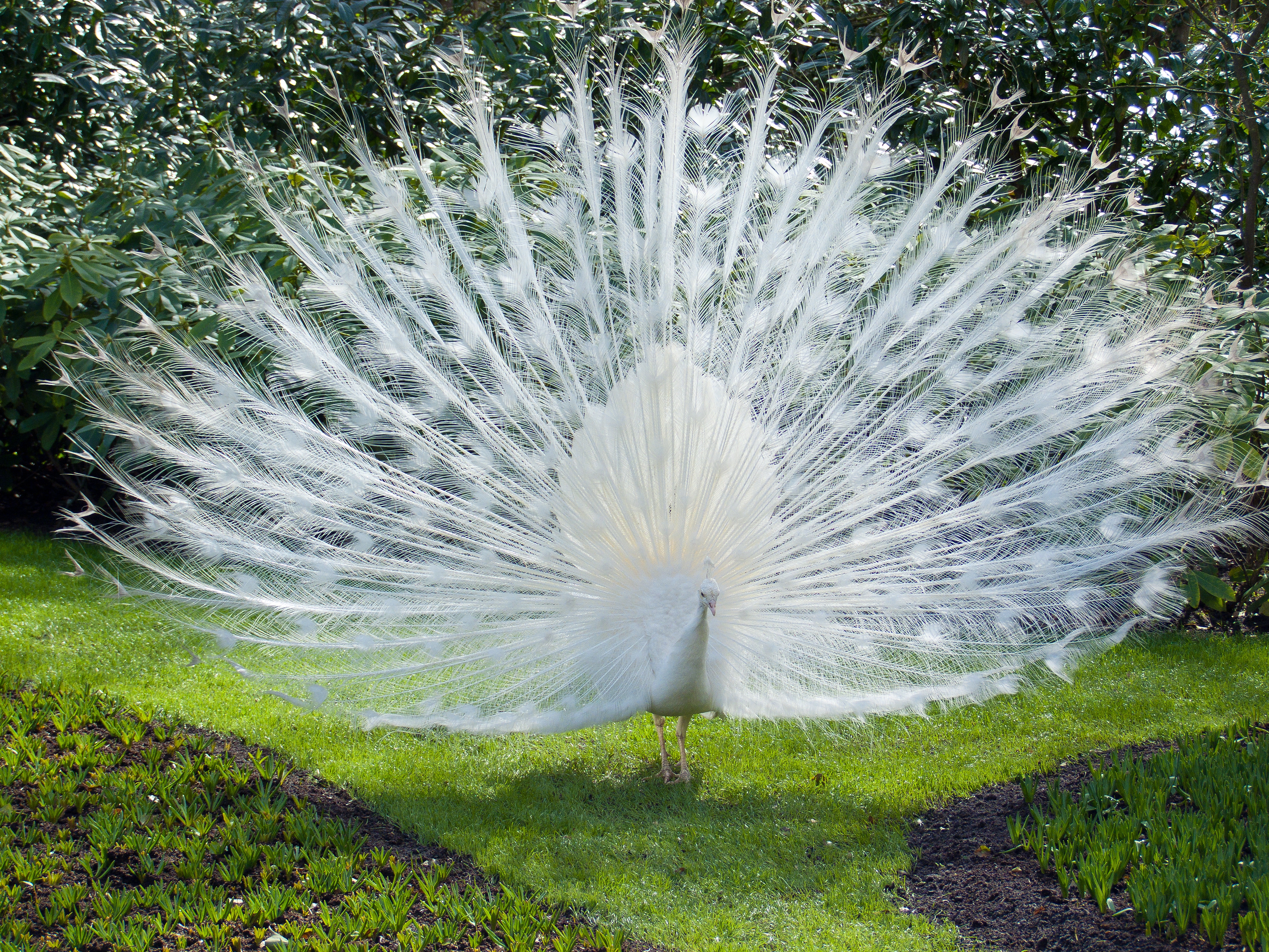 Free Peacock HD Download HQ