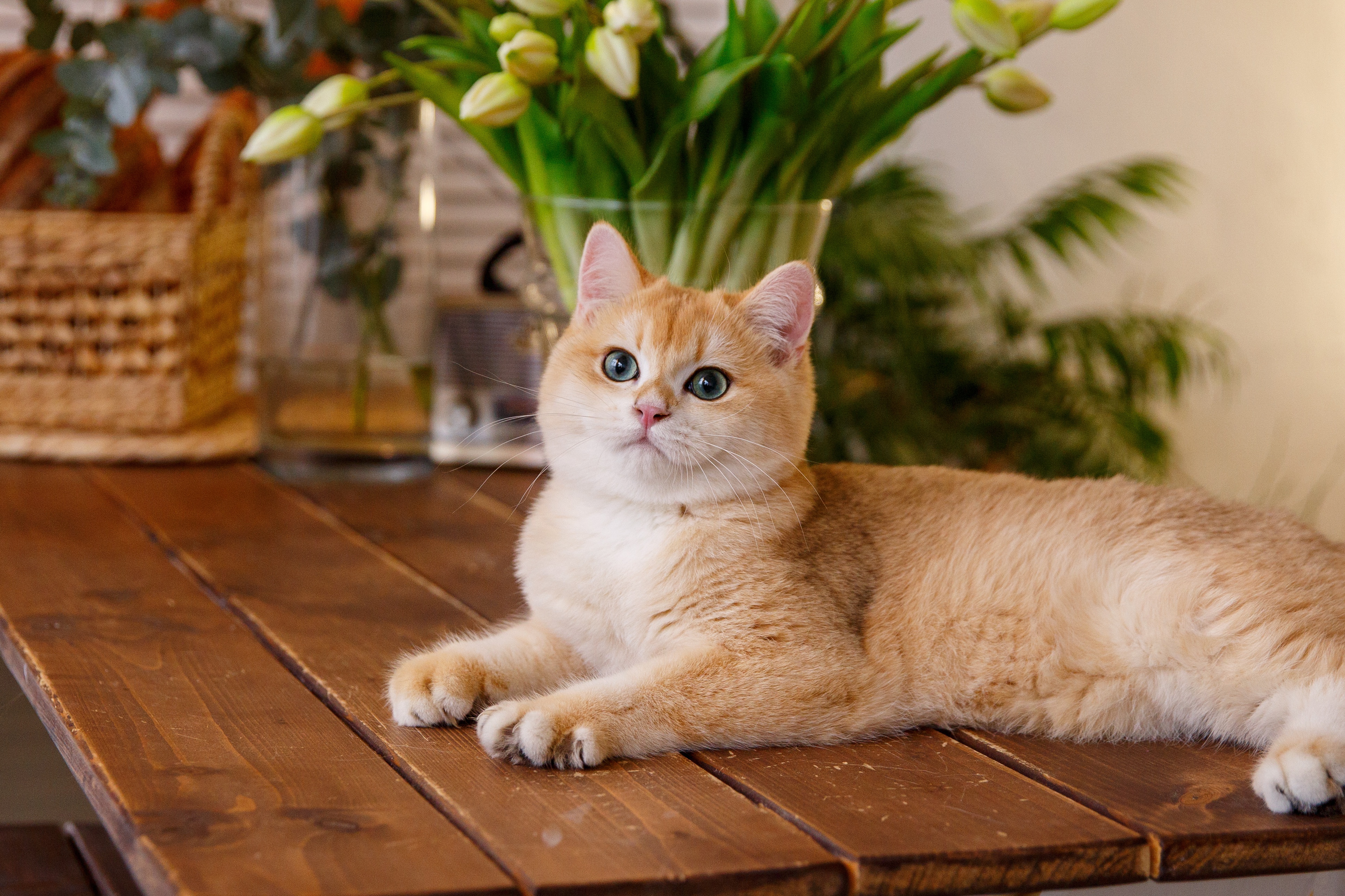 Baixe gratuitamente a imagem Animais, Gatos, Gato na área de trabalho do seu PC