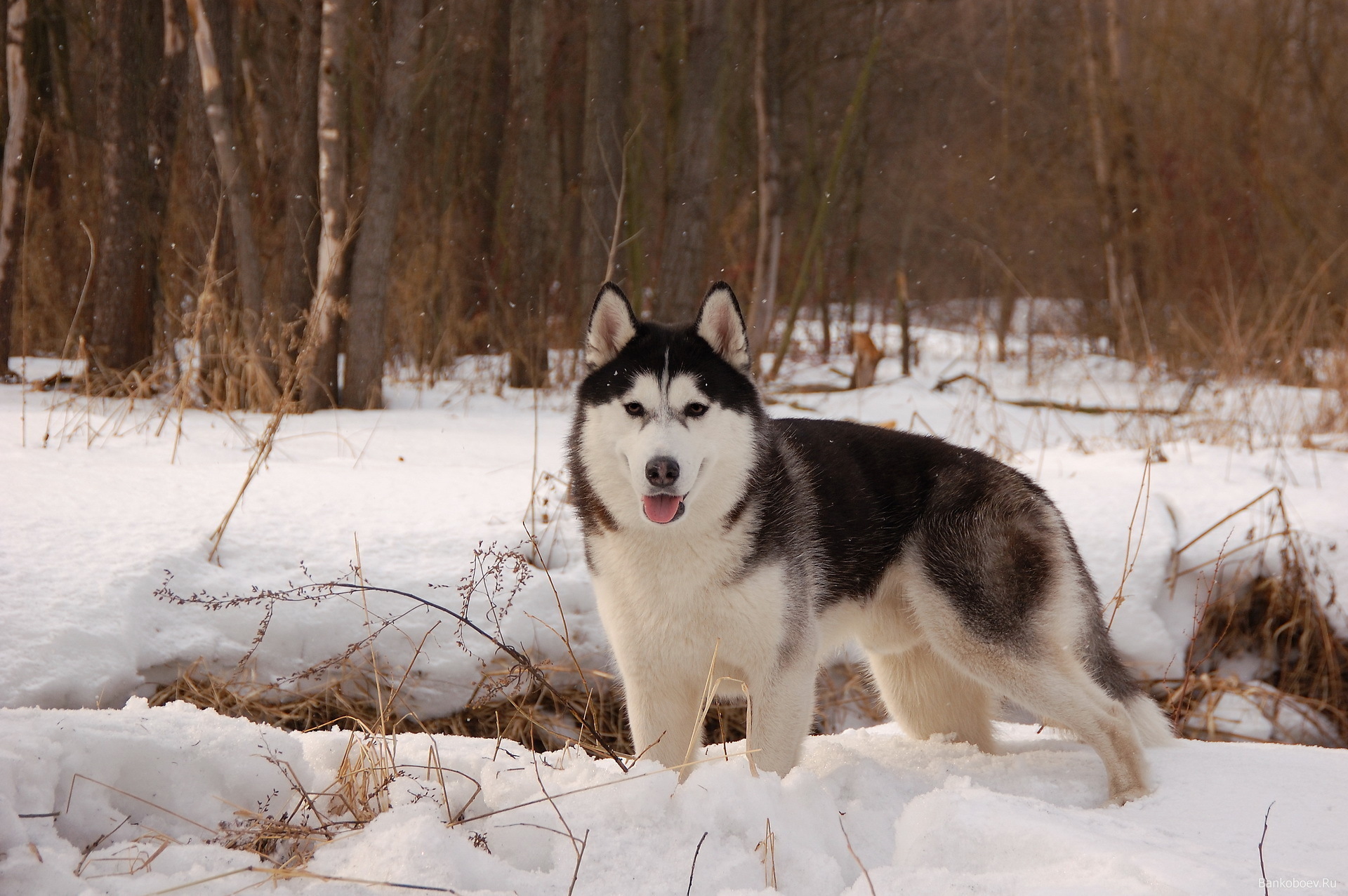 Baixe gratuitamente a imagem Animais, Inverno, Lobos na área de trabalho do seu PC