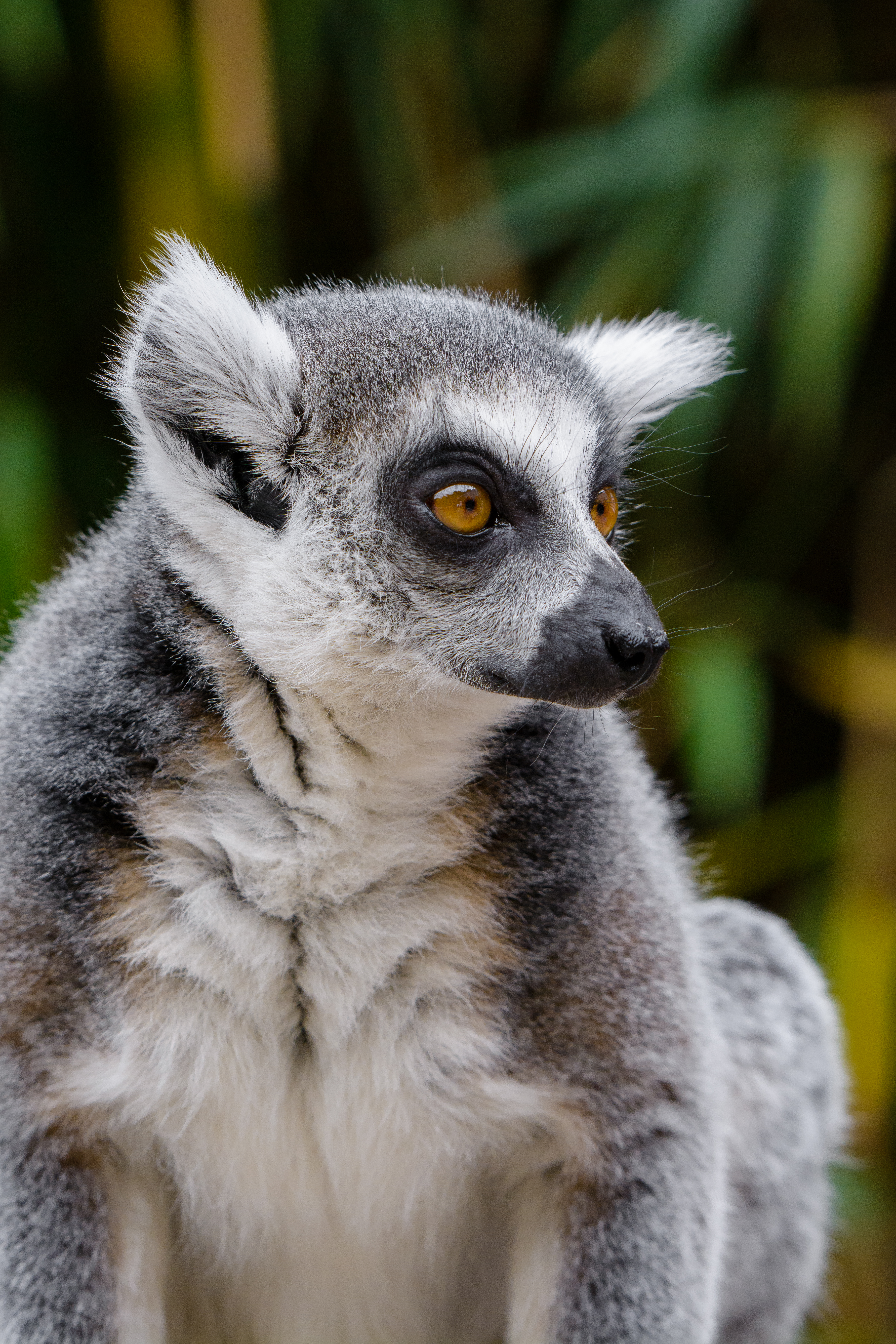 Laden Sie das Sicht, Wilde Natur, Wildlife, Lemur, Meinung, Tiere-Bild kostenlos auf Ihren PC-Desktop herunter