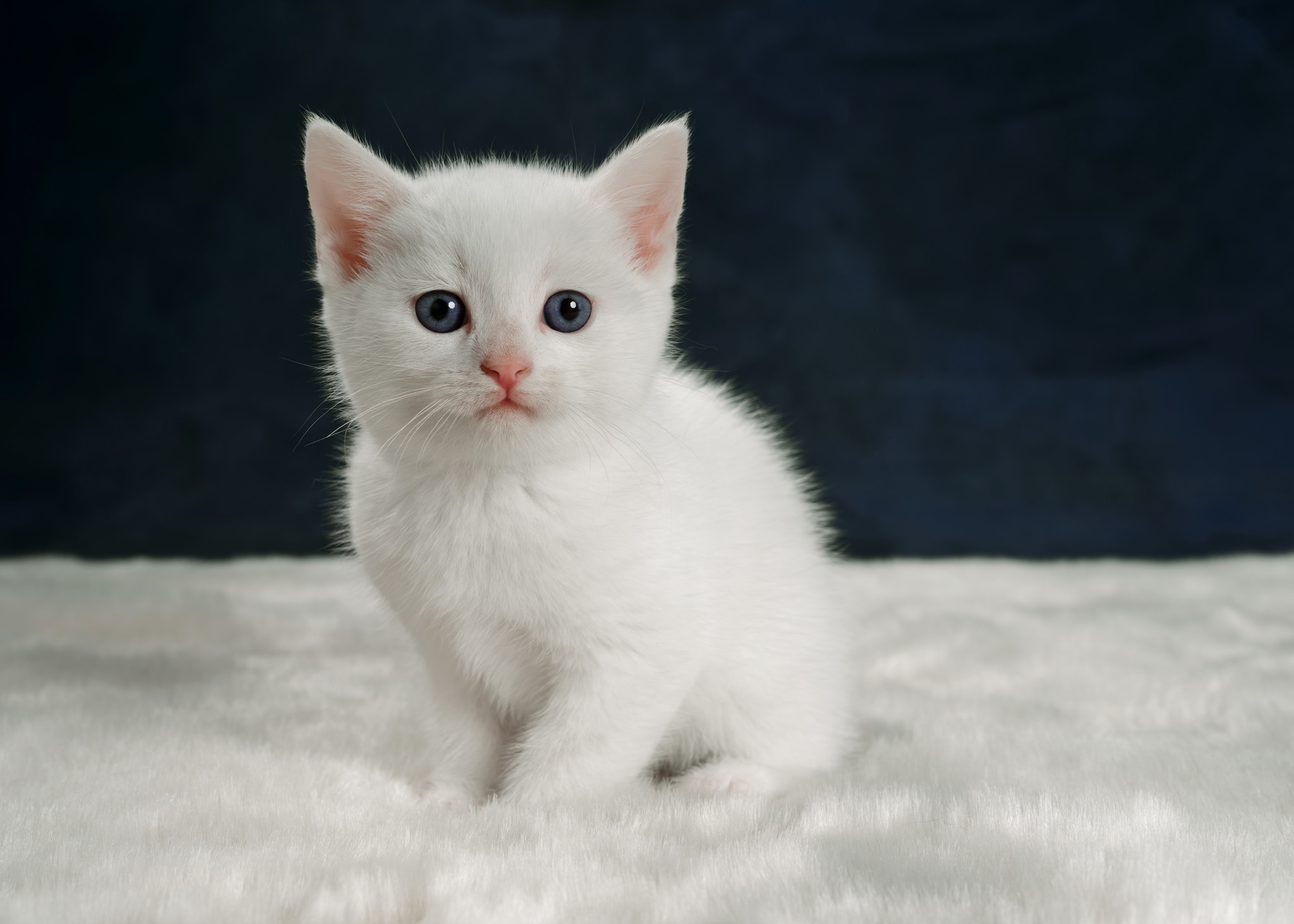 Téléchargez gratuitement l'image Animaux, Chats, Chat, Chaton, Bébé Animal sur le bureau de votre PC