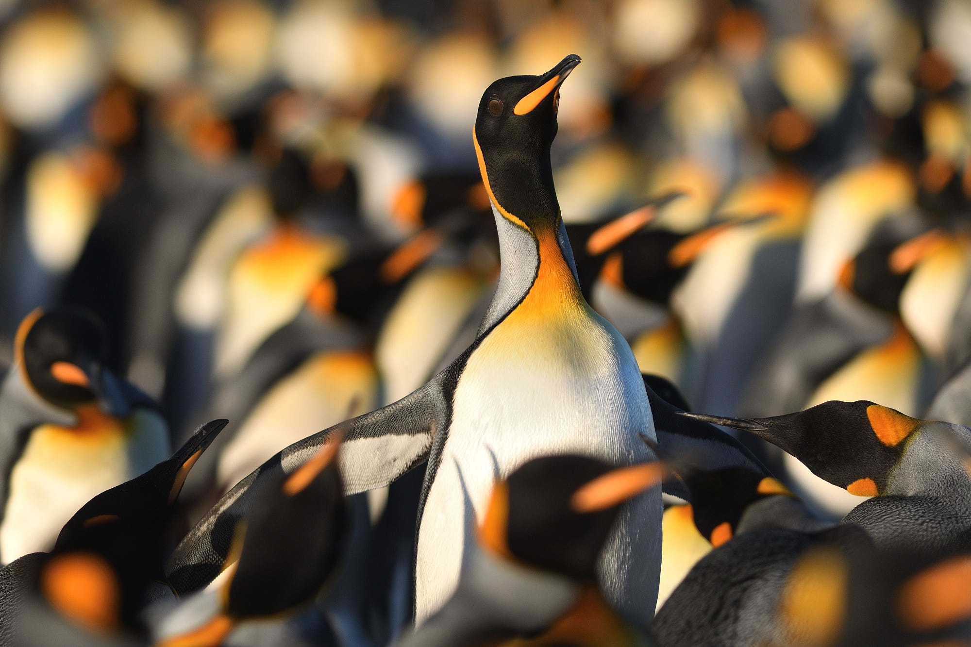 Téléchargez des papiers peints mobile Animaux, Manchot, Des Oiseaux gratuitement.