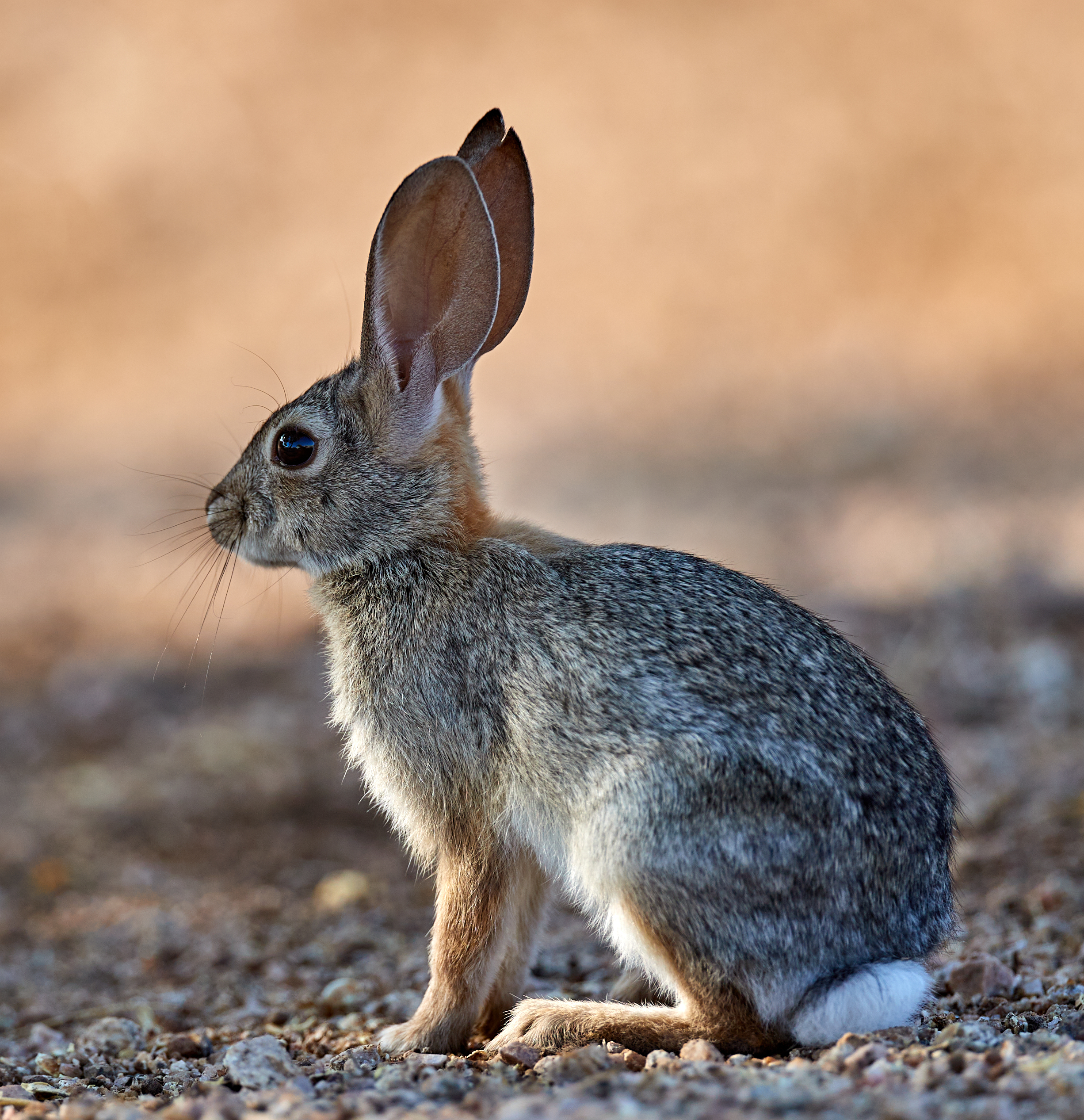Laden Sie das Profil, Tiere, Tier, Flauschige, Kaninchen-Bild kostenlos auf Ihren PC-Desktop herunter