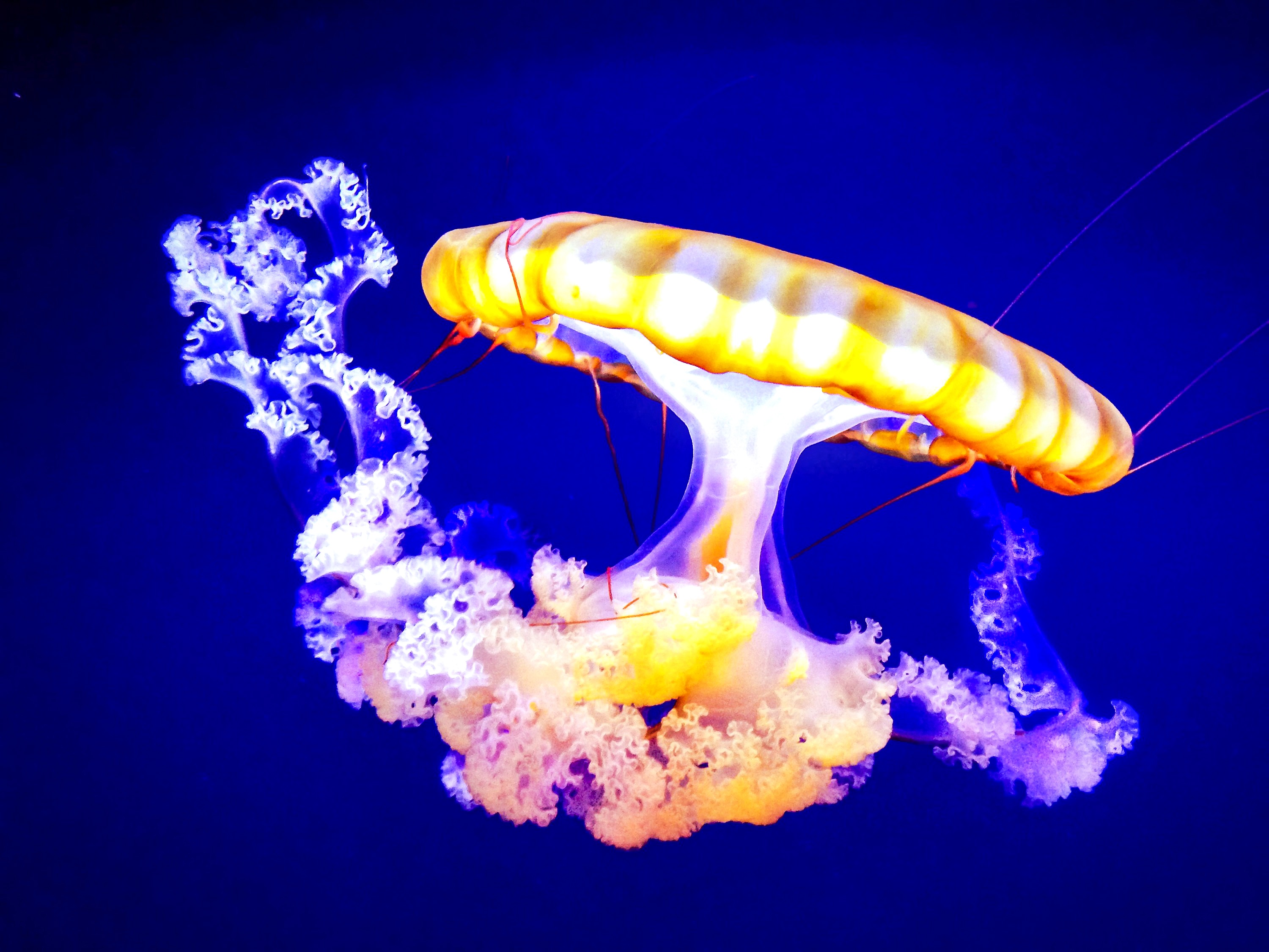 81112 скачать картинку подводный мир, животные, медуза, щупальцы - обои и заставки бесплатно