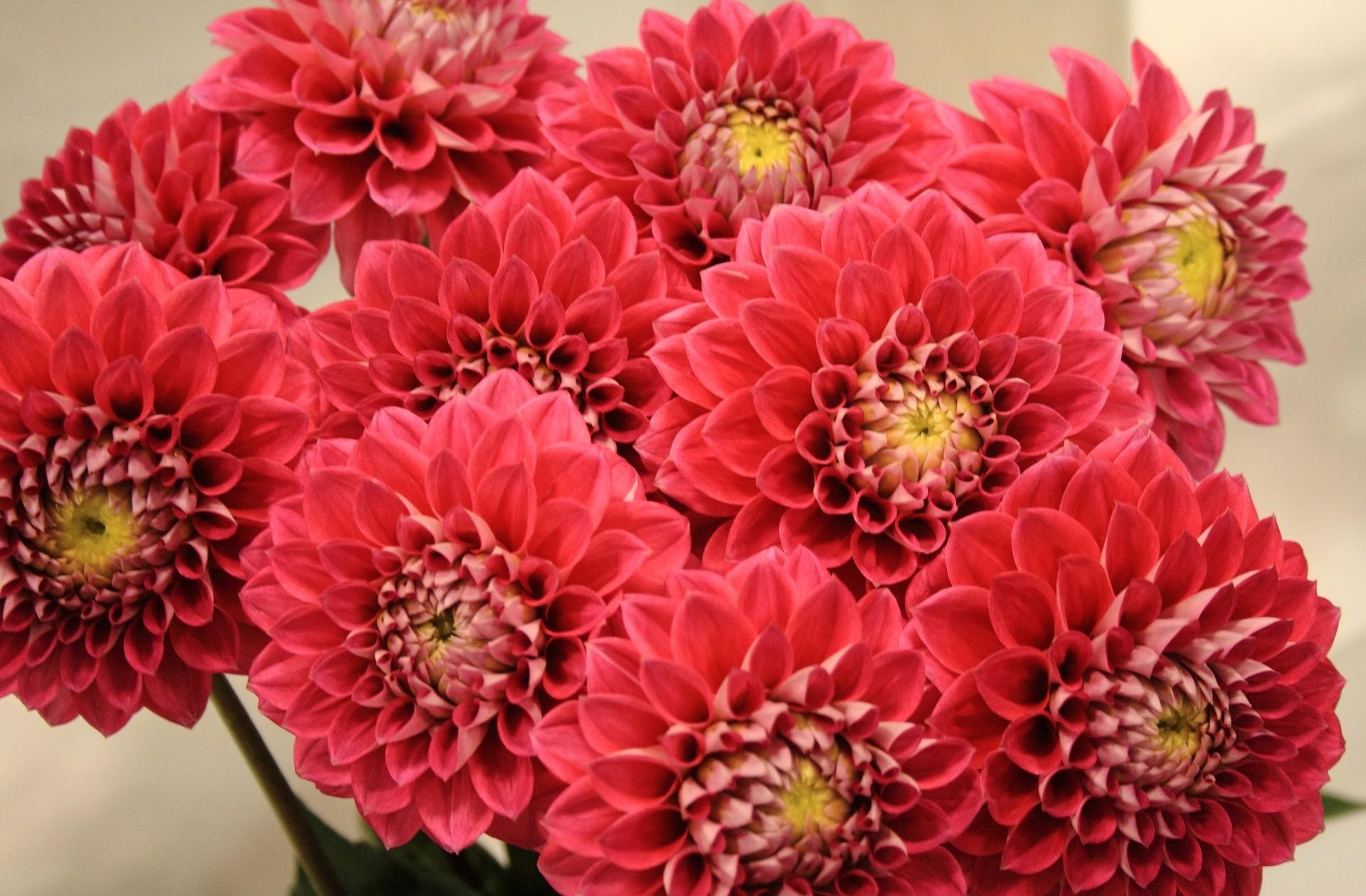 Download mobile wallpaper Dahlias, Bouquet, Close Up, Flowers for free.