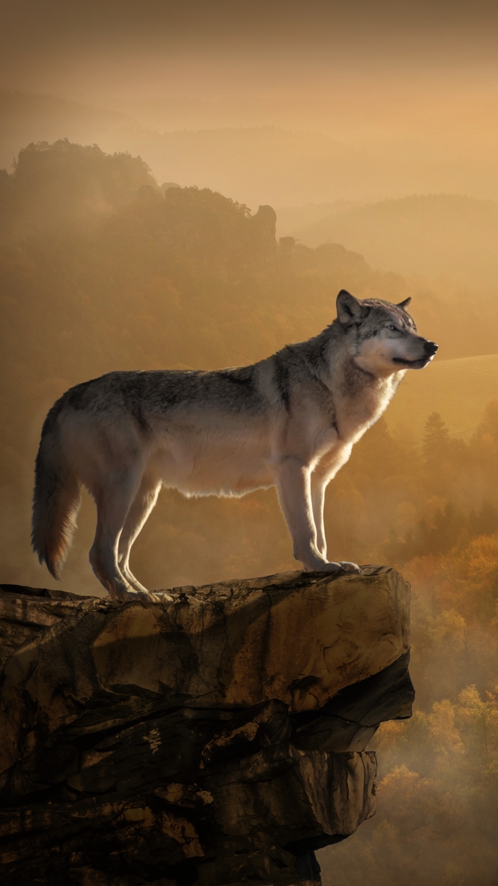 Descarga gratuita de fondo de pantalla para móvil de Animales, Bosque, Lobo, Manipulación, Wolves.