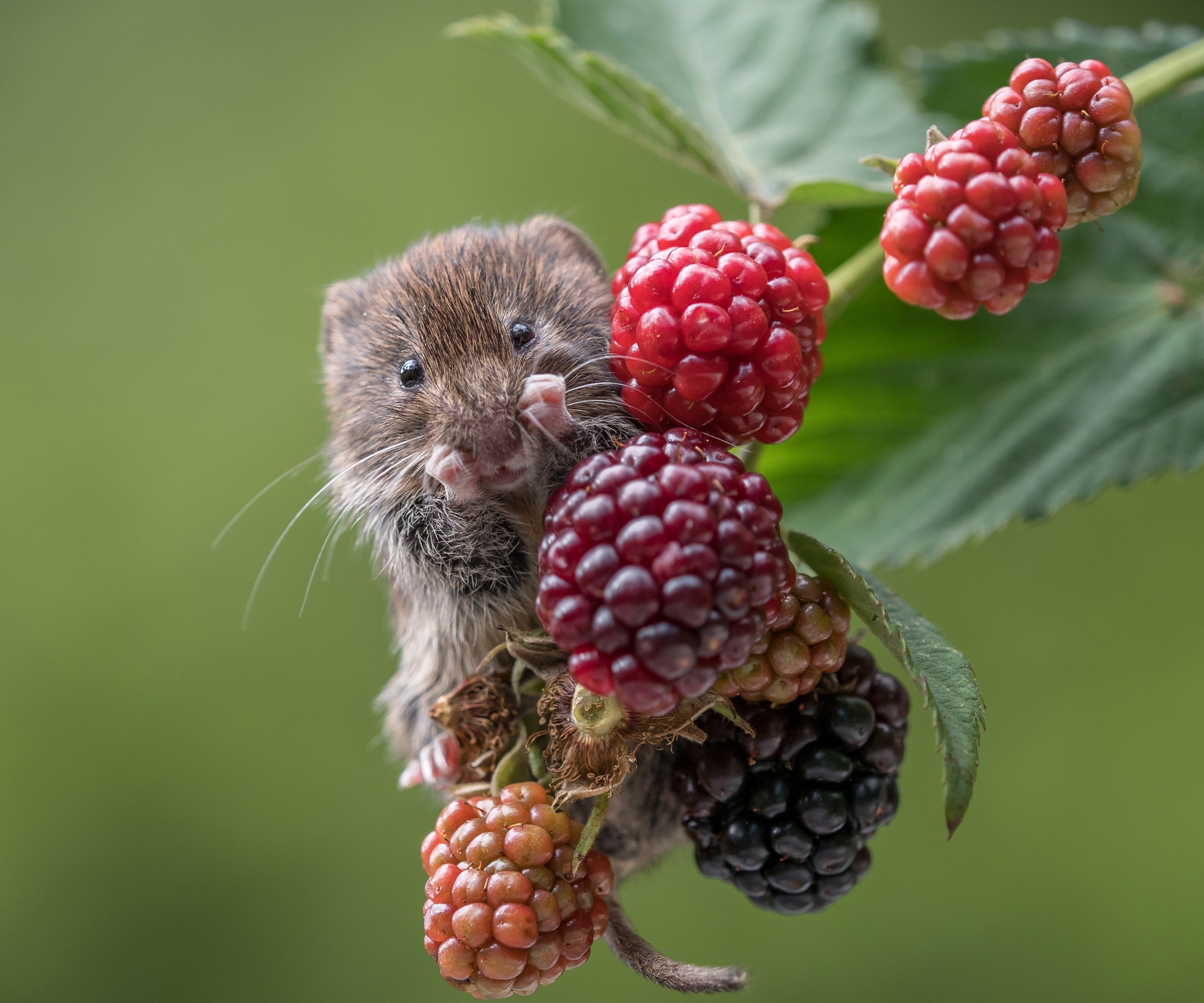 Download mobile wallpaper Raspberry, Berry, Animal, Mouse, Rodent for free.