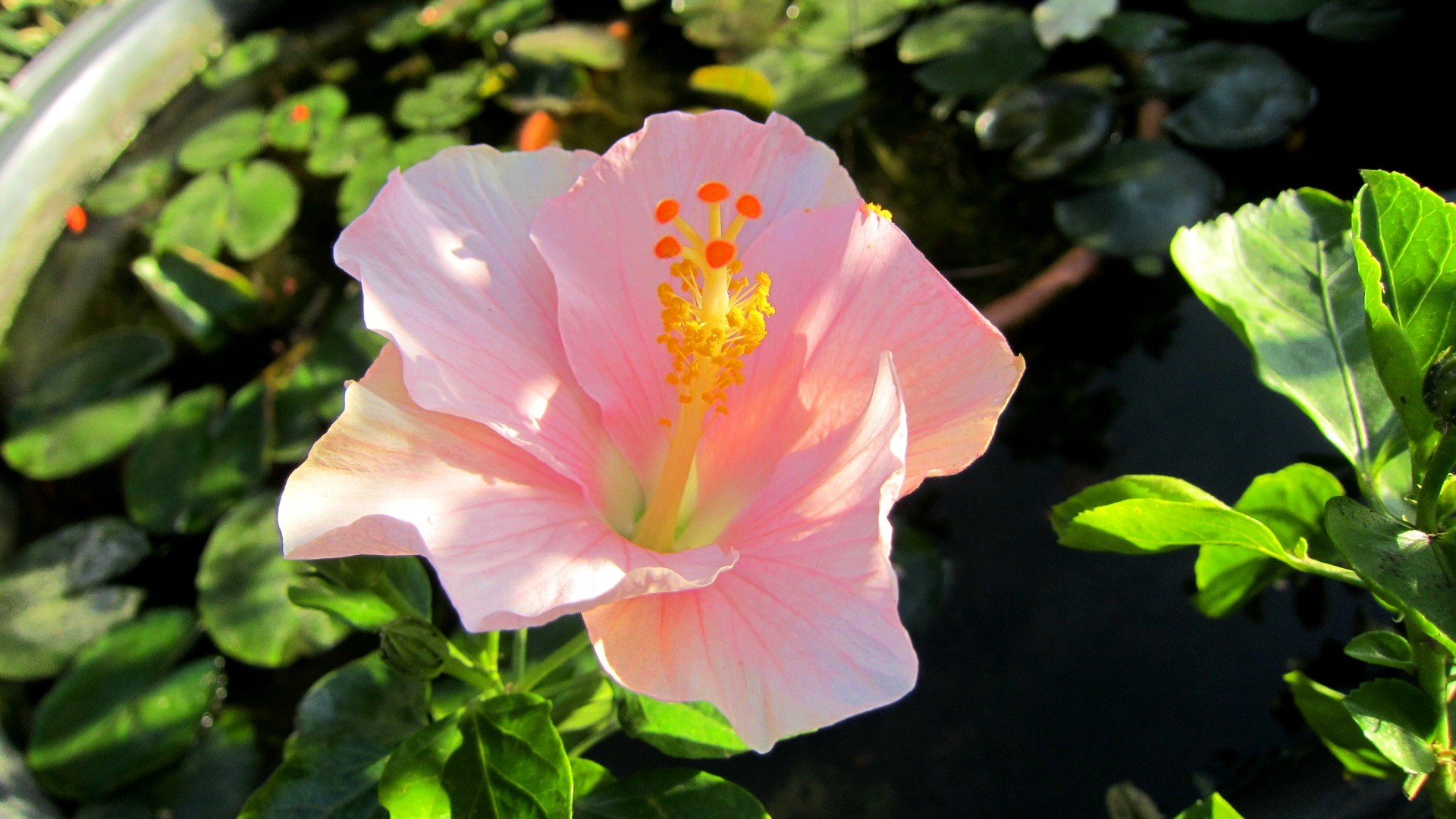 PCデスクトップにフラワーズ, 花, 地球, ハイビスカス, ピンクの花画像を無料でダウンロード