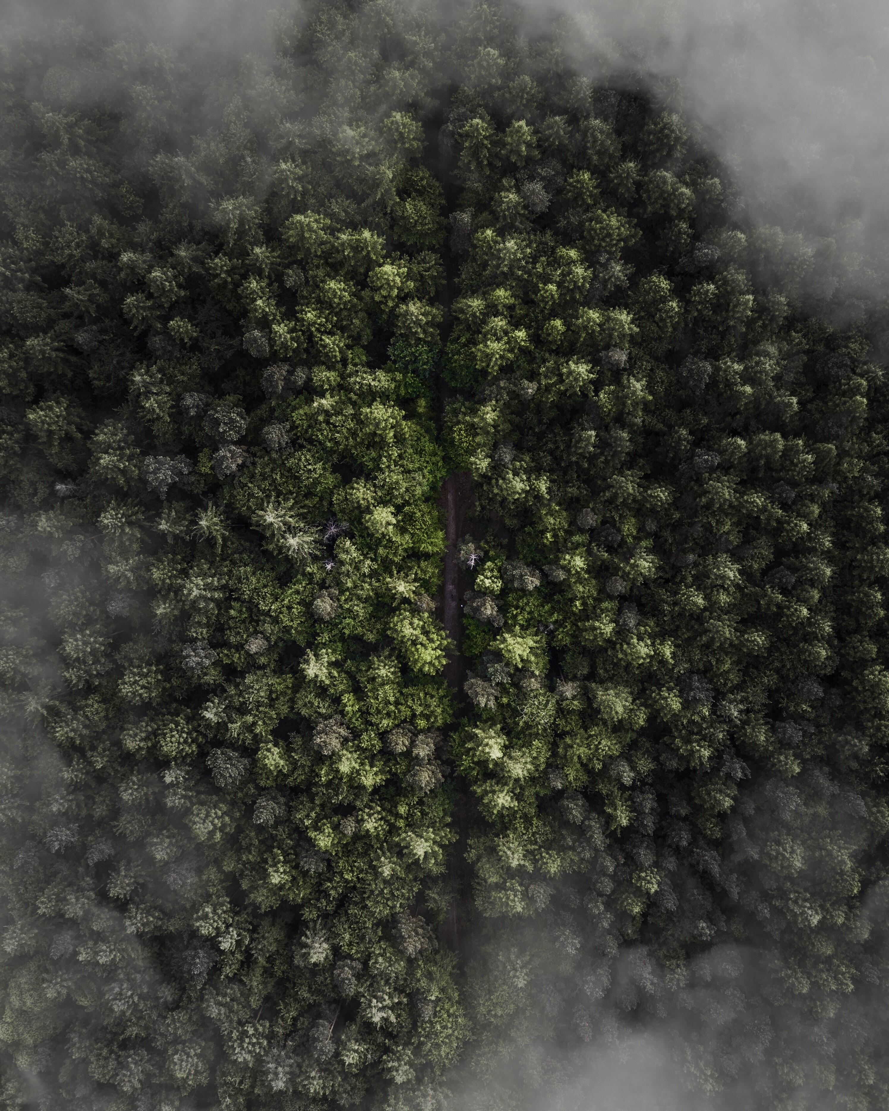 Download mobile wallpaper Fog, Trees, View From Above, Forest, Nature for free.