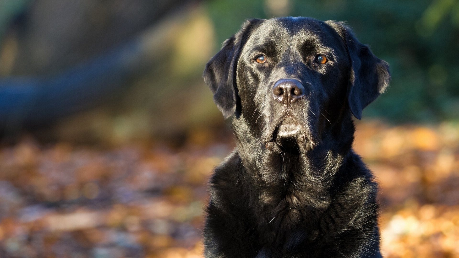 Handy-Wallpaper Tiere, Hunde, Hund, Schnauze, Labrador Retriever kostenlos herunterladen.