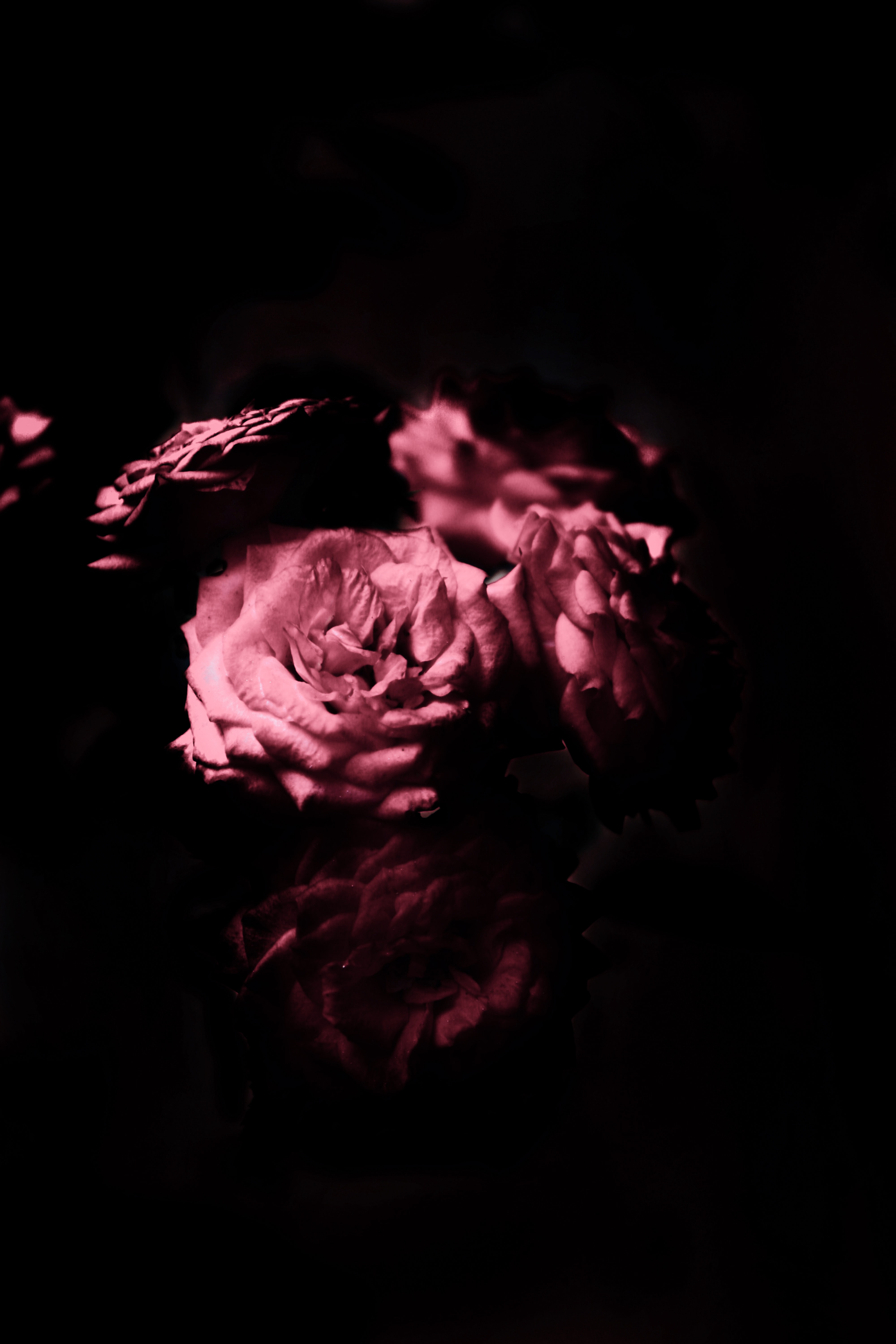 Téléchargez gratuitement l'image Pétales, Fleurs, Une Rose, Le Noir, Rose sur le bureau de votre PC
