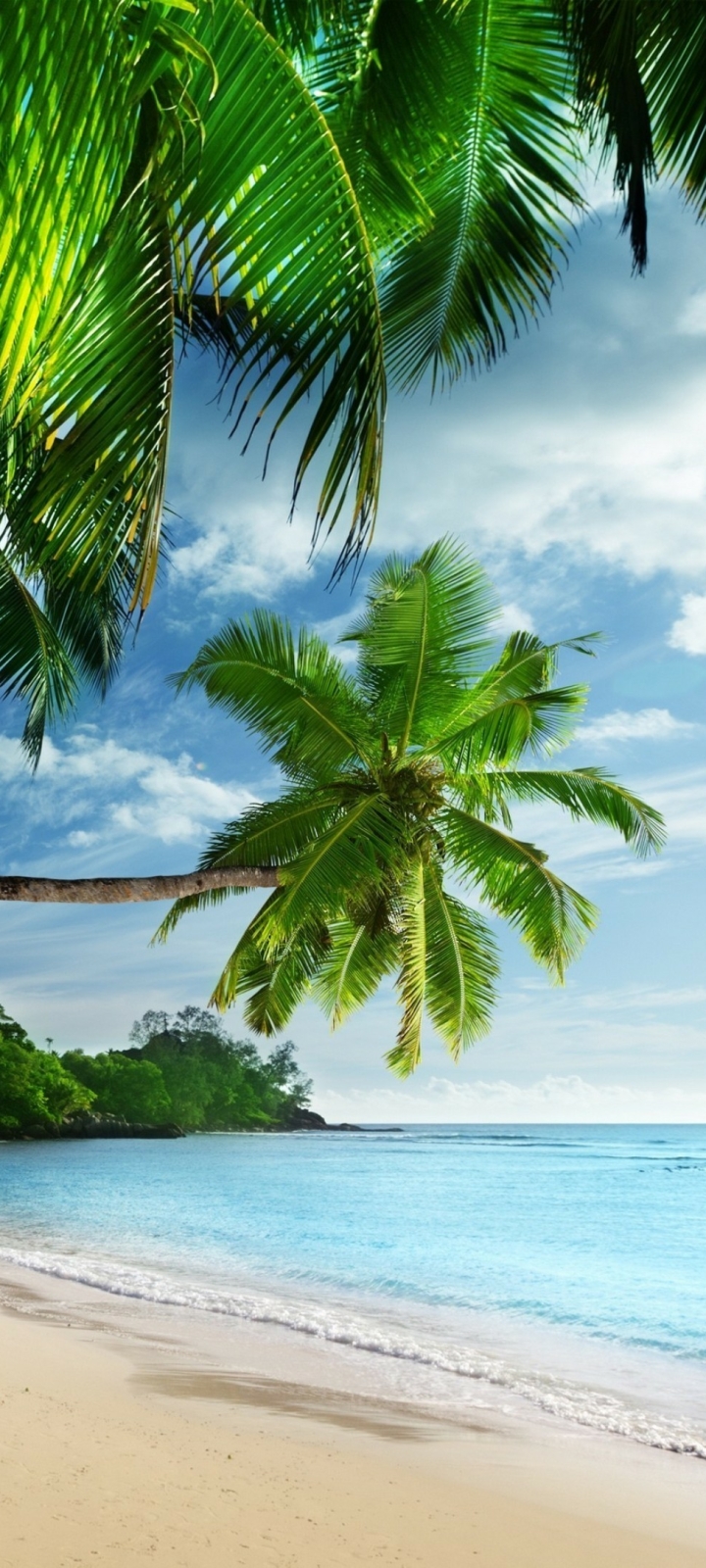 Download mobile wallpaper Earth, Tropical, Palm Tree for free.