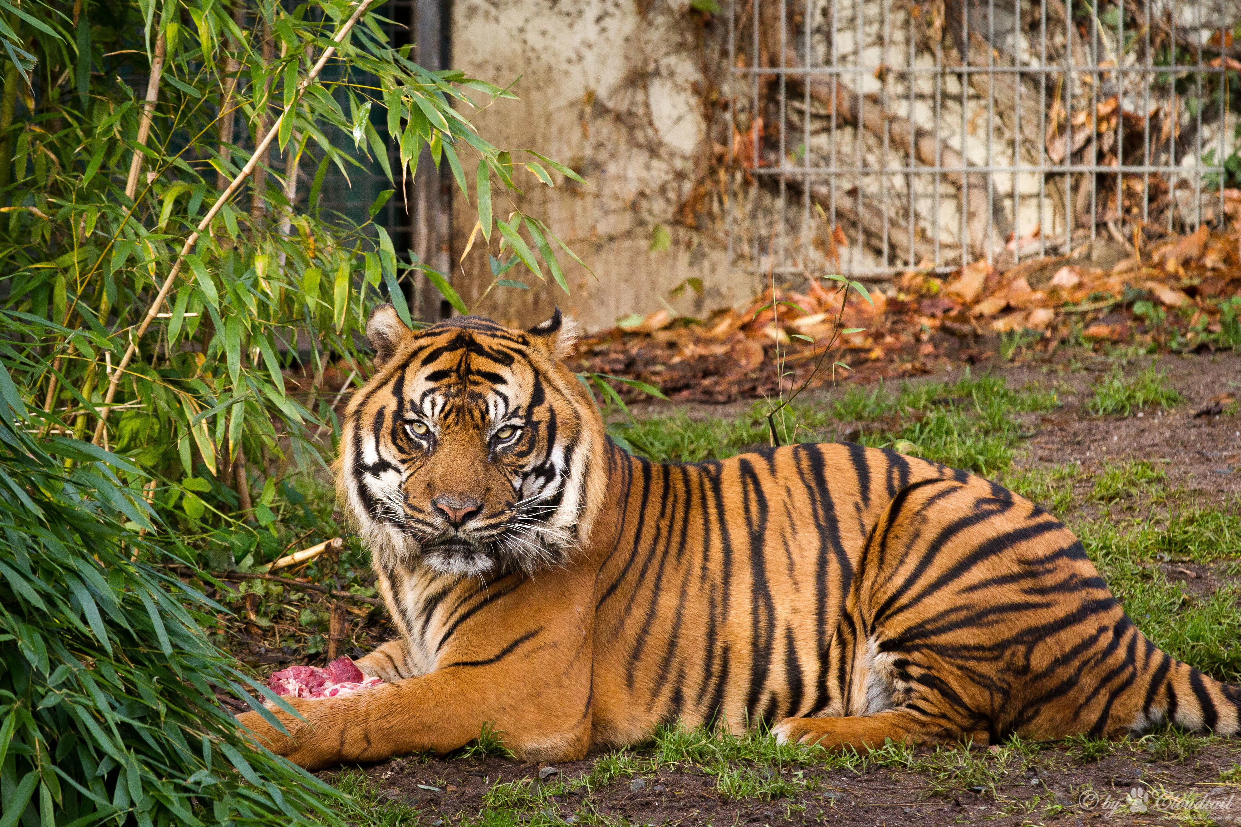 Descarga gratuita de fondo de pantalla para móvil de Gatos, Animales, Tigre.