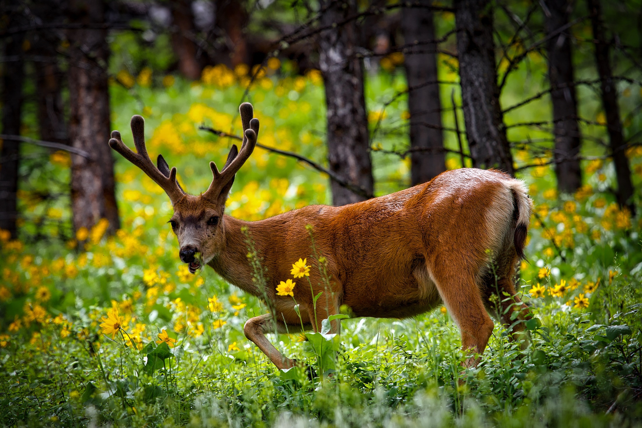 Free download wallpaper Flower, Animal, Deer, Yellow Flower on your PC desktop