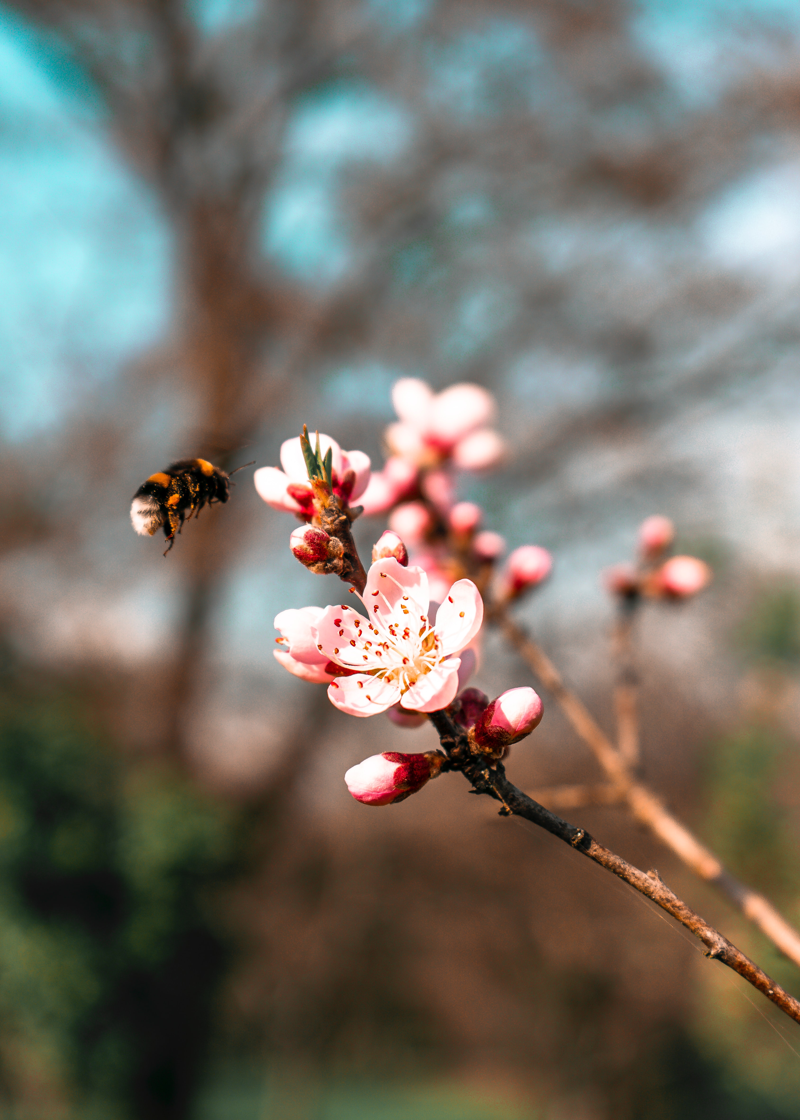 69685 baixar imagens flores, sakura, macro, galho, ramo, abelha, abelhão - papéis de parede e protetores de tela gratuitamente
