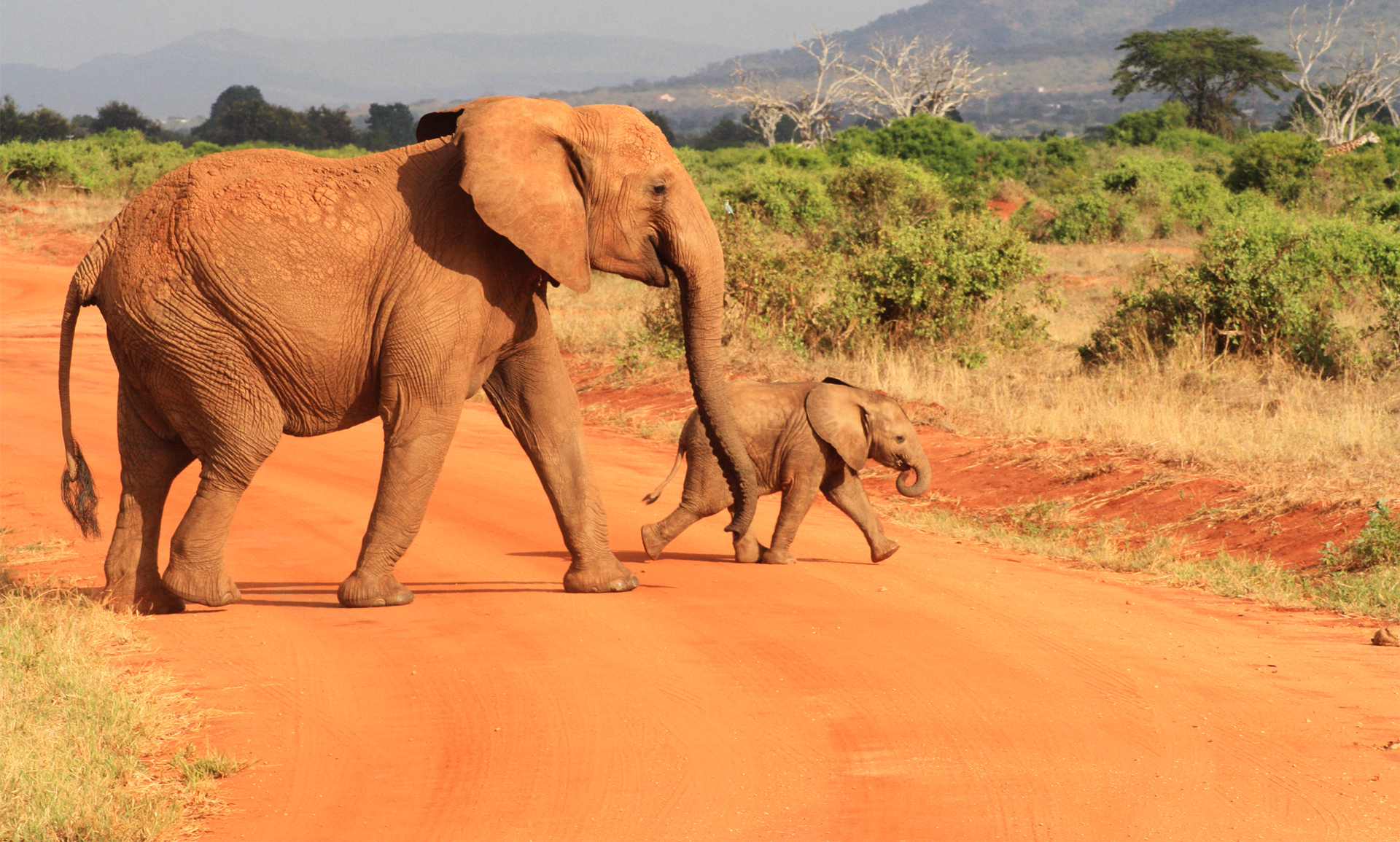 389345 Bild herunterladen tiere, afrikanischer elefant, tierbaby, savanne, elefanten - Hintergrundbilder und Bildschirmschoner kostenlos