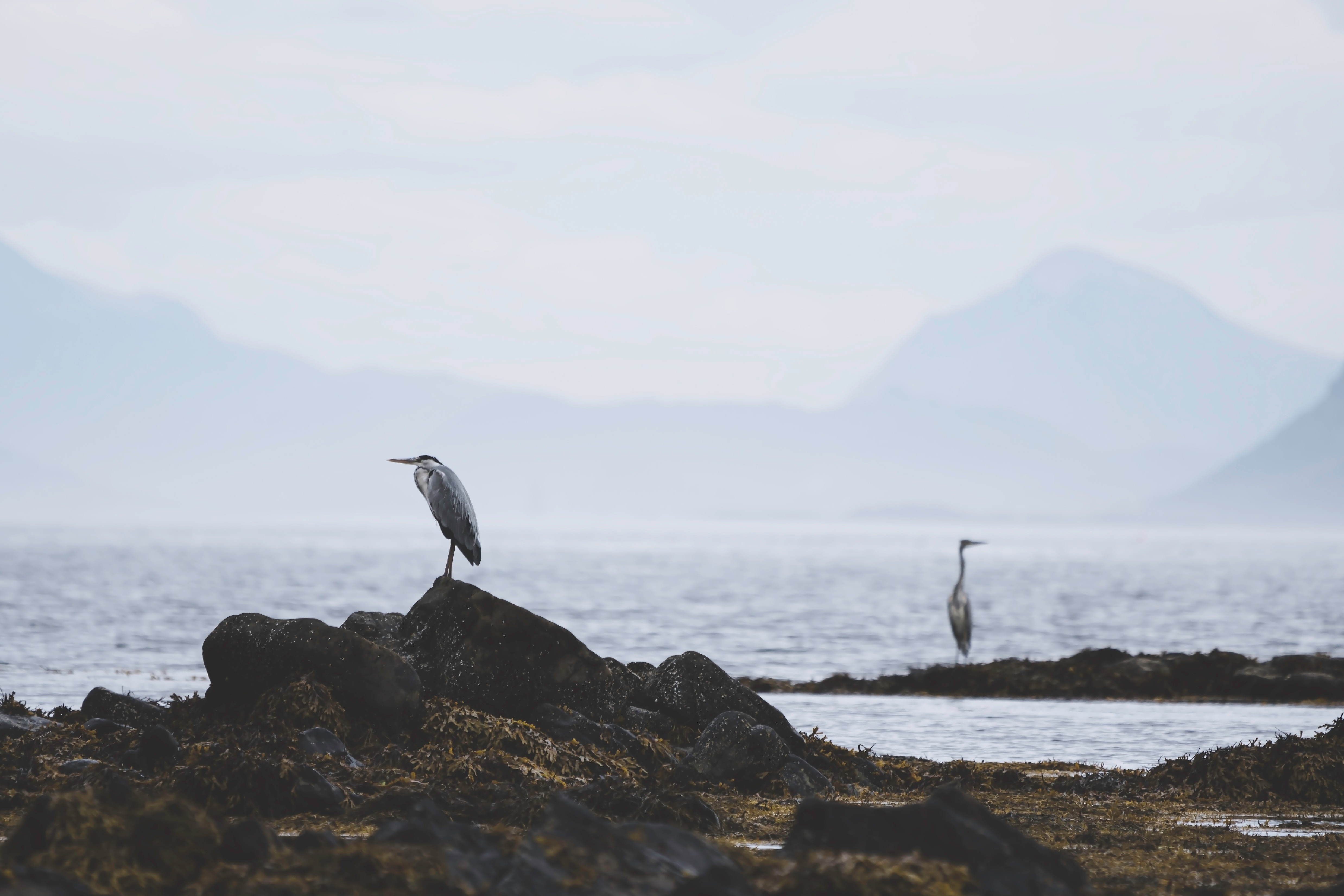 Heron HD download for free