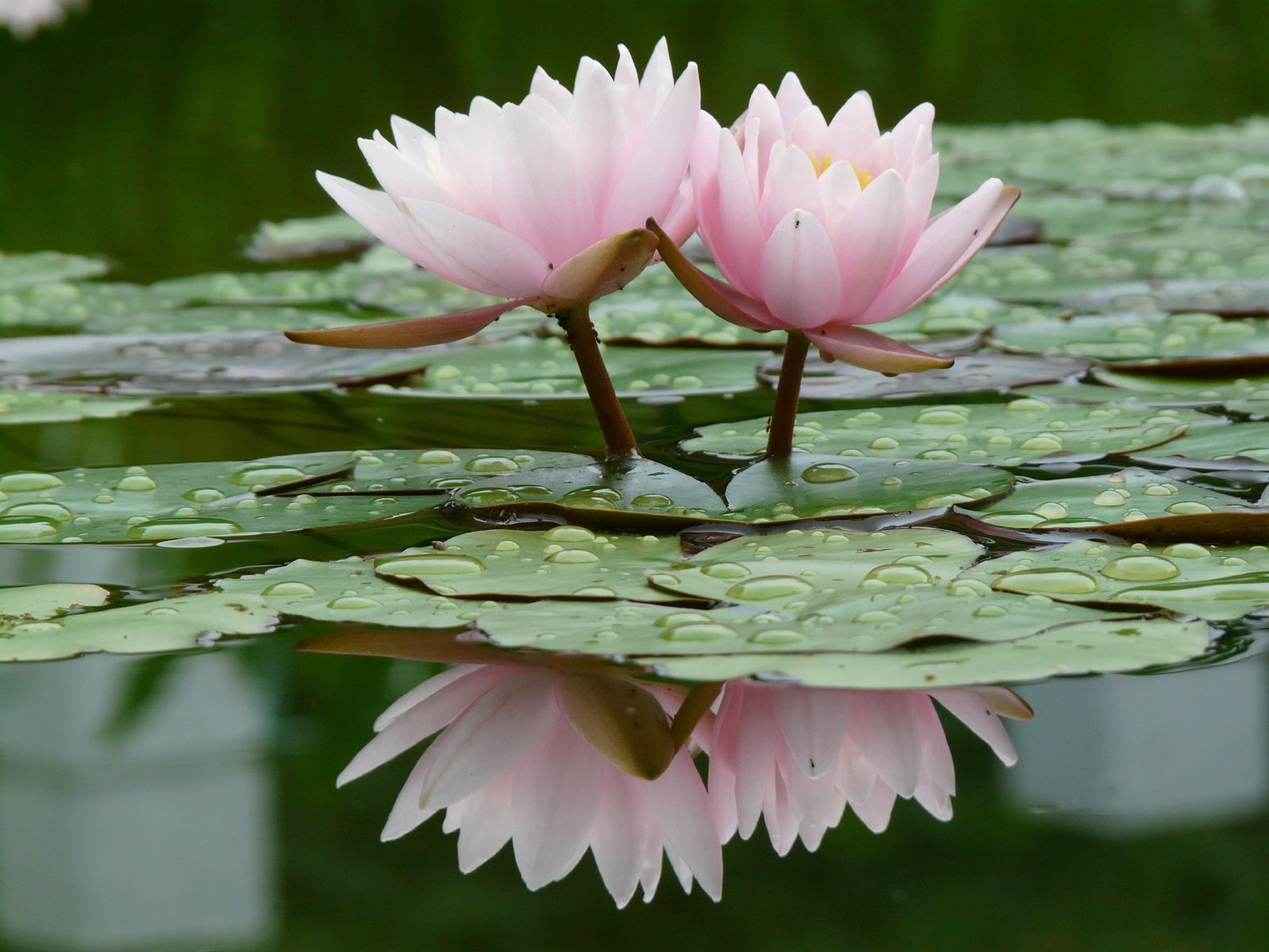 Free download wallpaper Flowers, Water, Leaves, Lilies, Reflection, Smooth, Surface, Drops, Water Lilies on your PC desktop