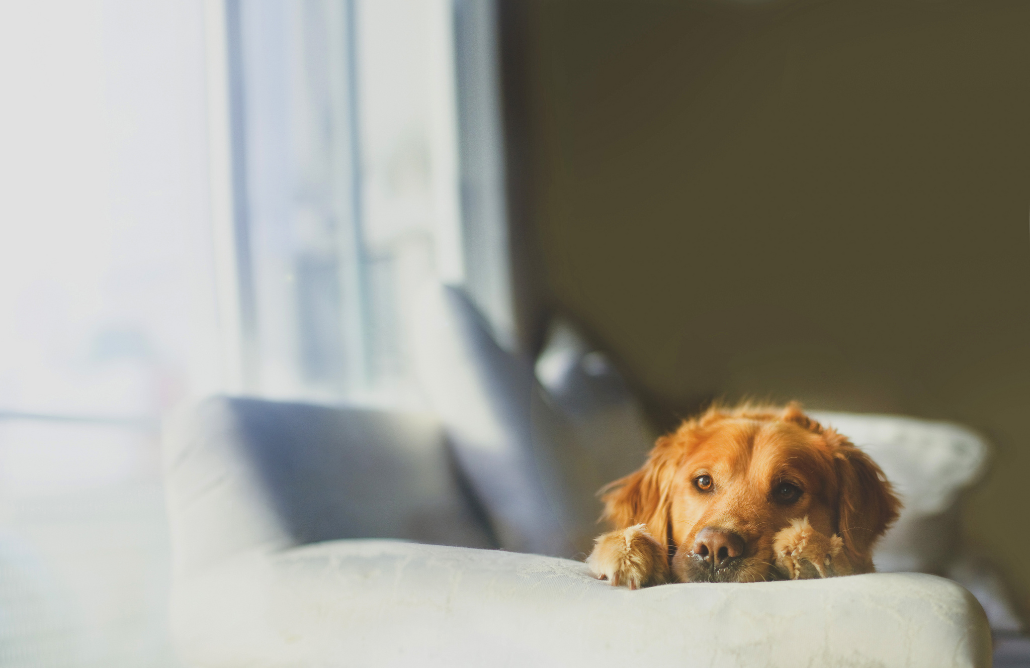 無料モバイル壁紙ゴールデンレトリバー, 犬, 動物をダウンロードします。