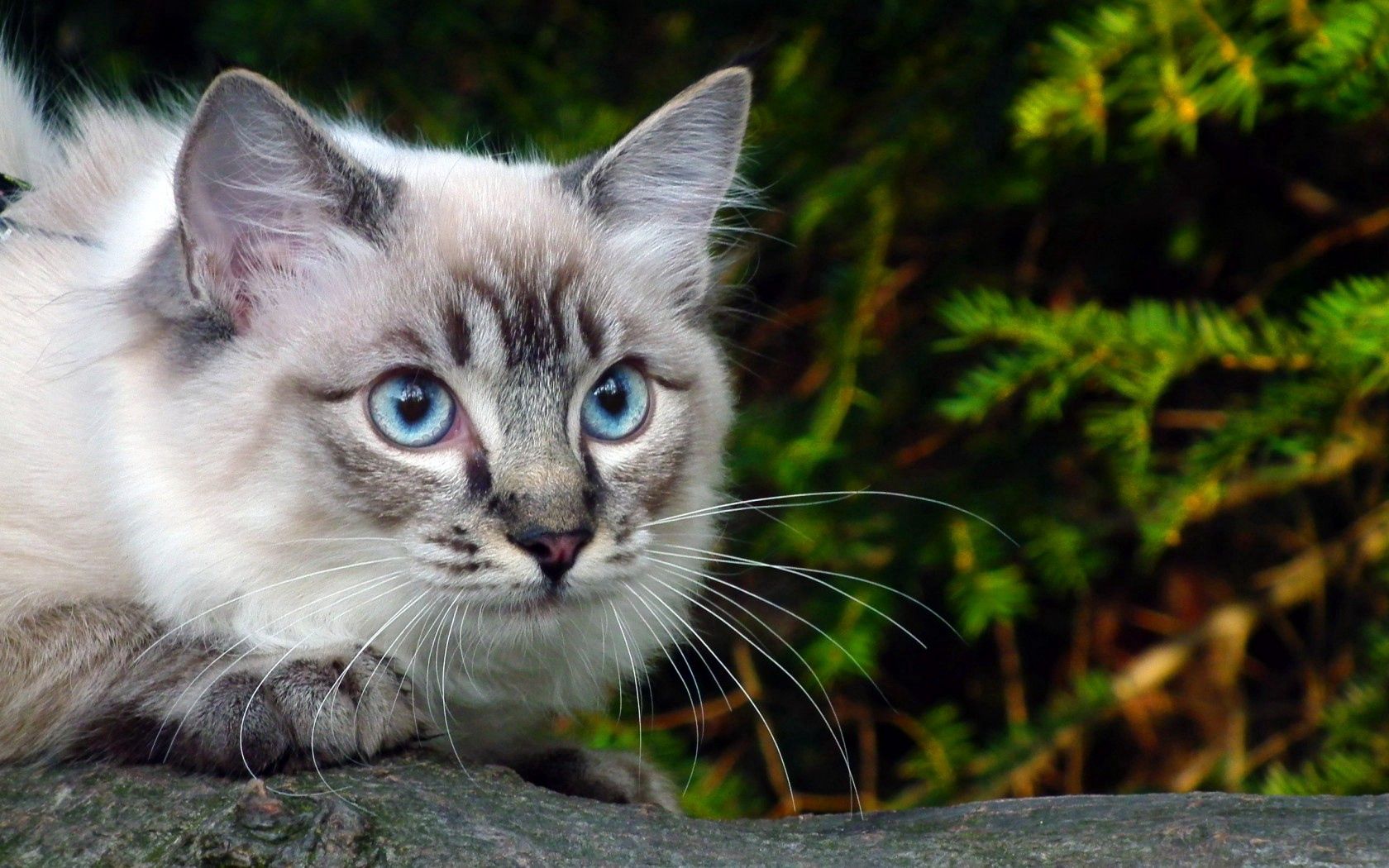 130098 скачать обои голубые, кошка, зелень, ветка, животные, глаза - заставки и картинки бесплатно