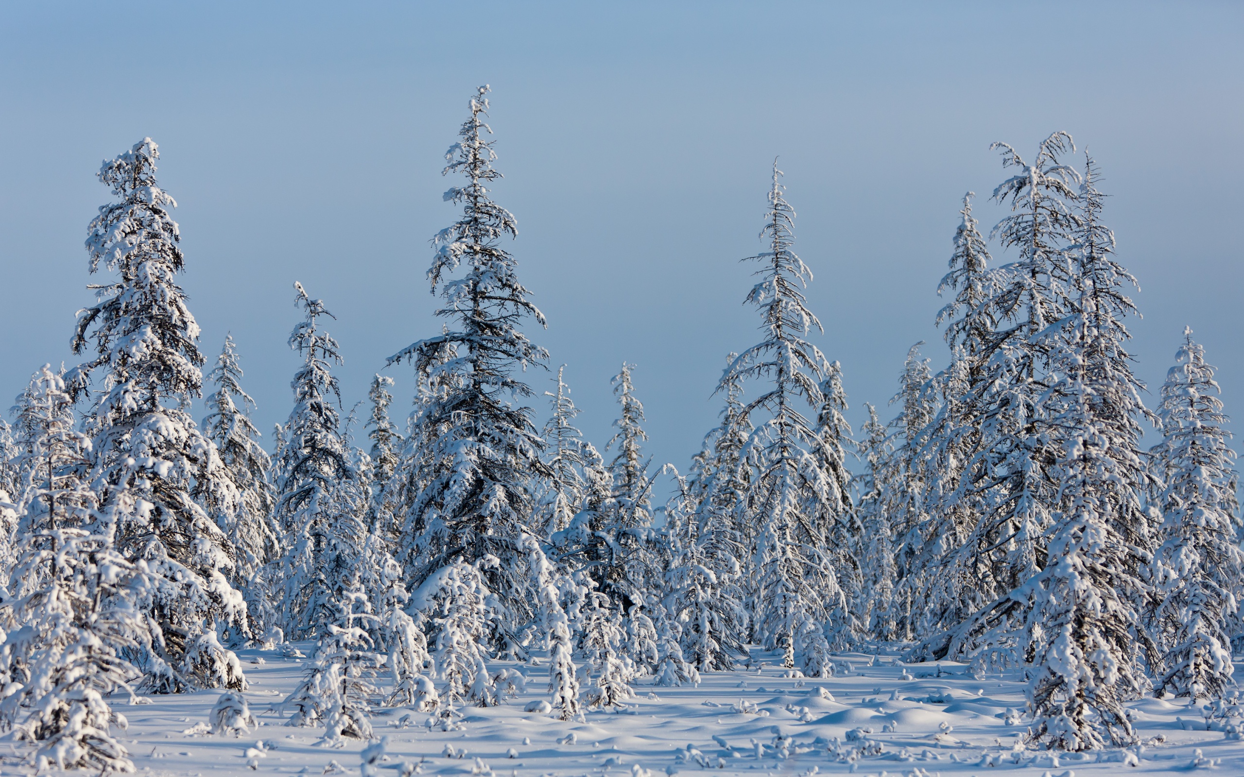 Descarga gratis la imagen Invierno, Tierra/naturaleza en el escritorio de tu PC