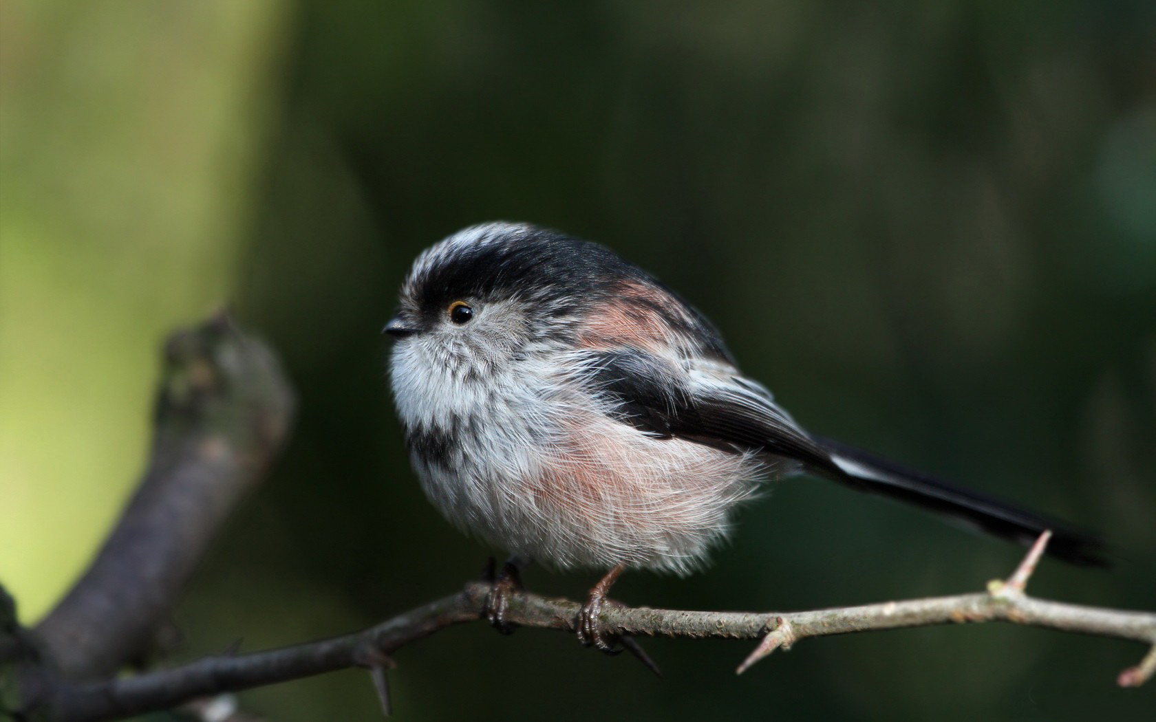 Téléchargez gratuitement l'image Animaux, Oiseau, Des Oiseaux sur le bureau de votre PC