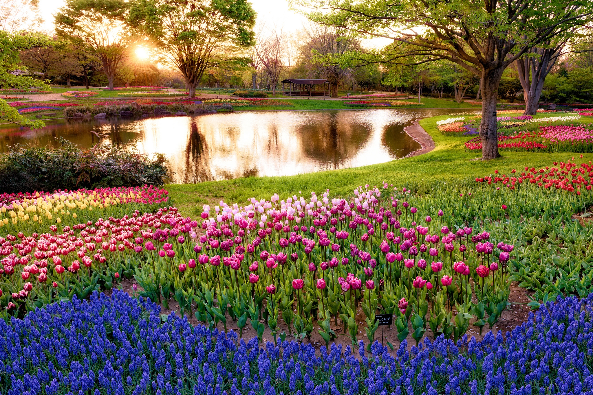 sunrise, morning, trees, tokyo, nature, blue, tulips, flowers, sun, multicolored, beams, rays, park, rise, japan, pond, muscari, muskari