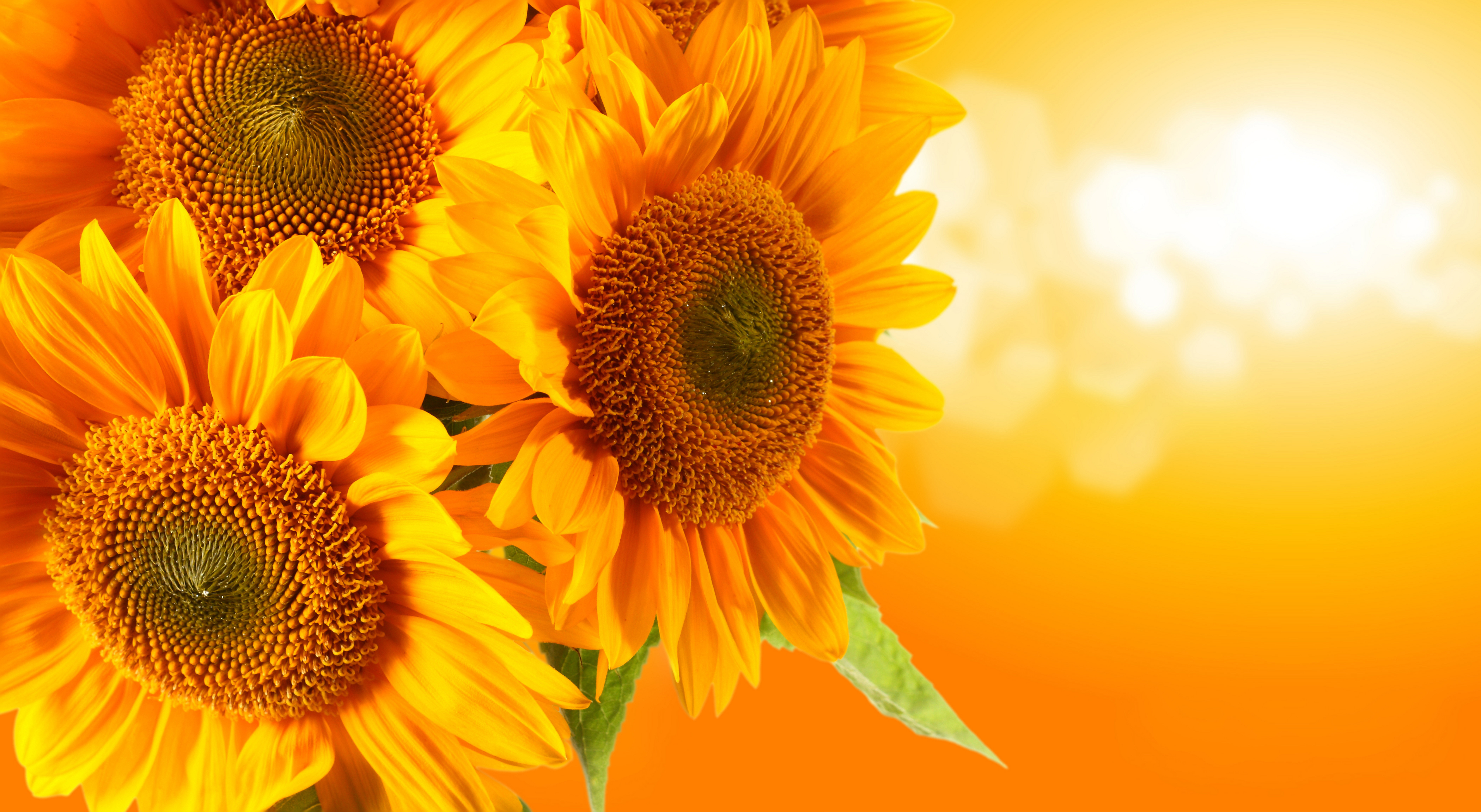 348769 descargar fondo de pantalla tierra/naturaleza, girasol, flor, flores: protectores de pantalla e imágenes gratis