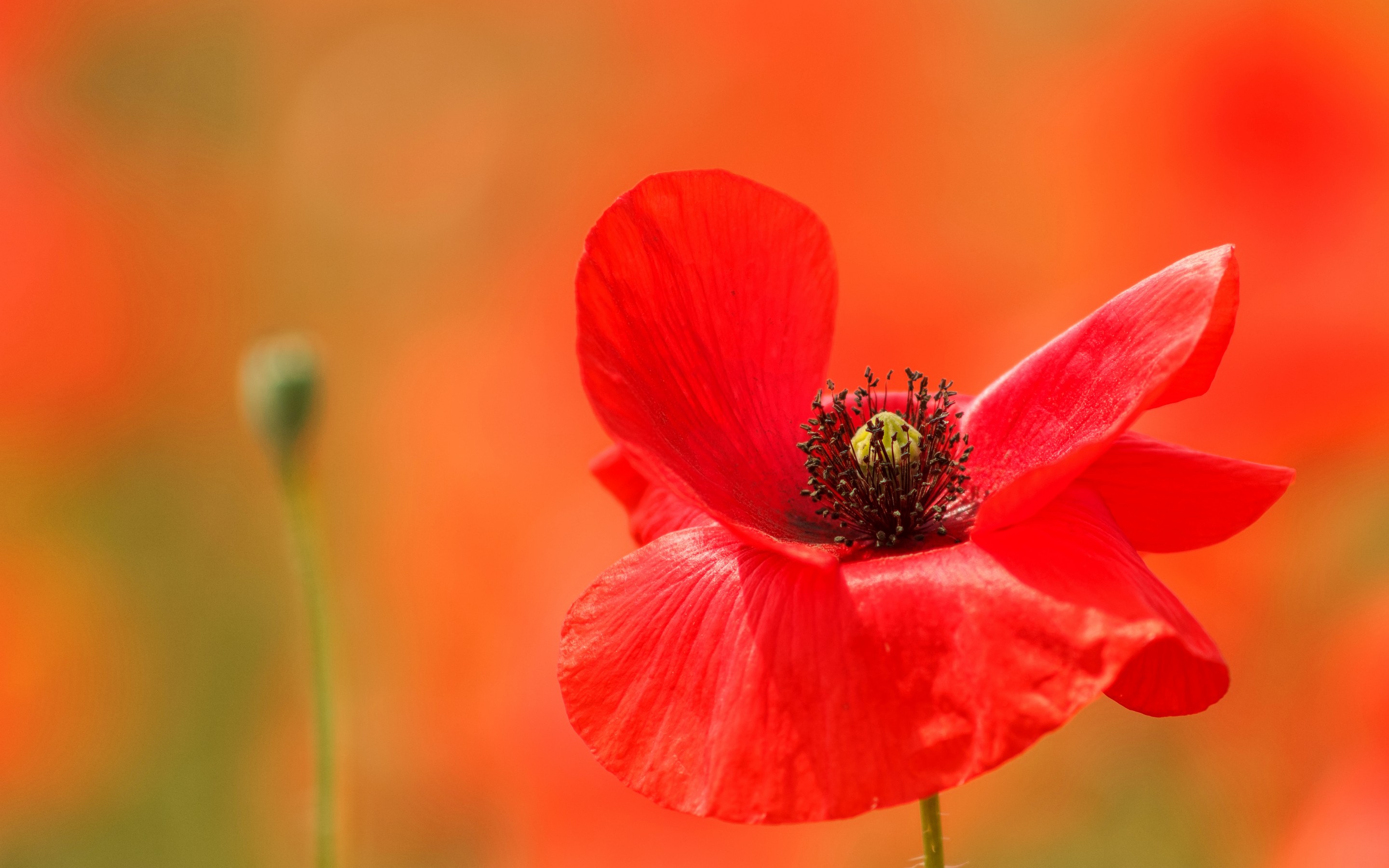 Download mobile wallpaper Poppy, Red Flower, Flowers, Flower, Earth for free.