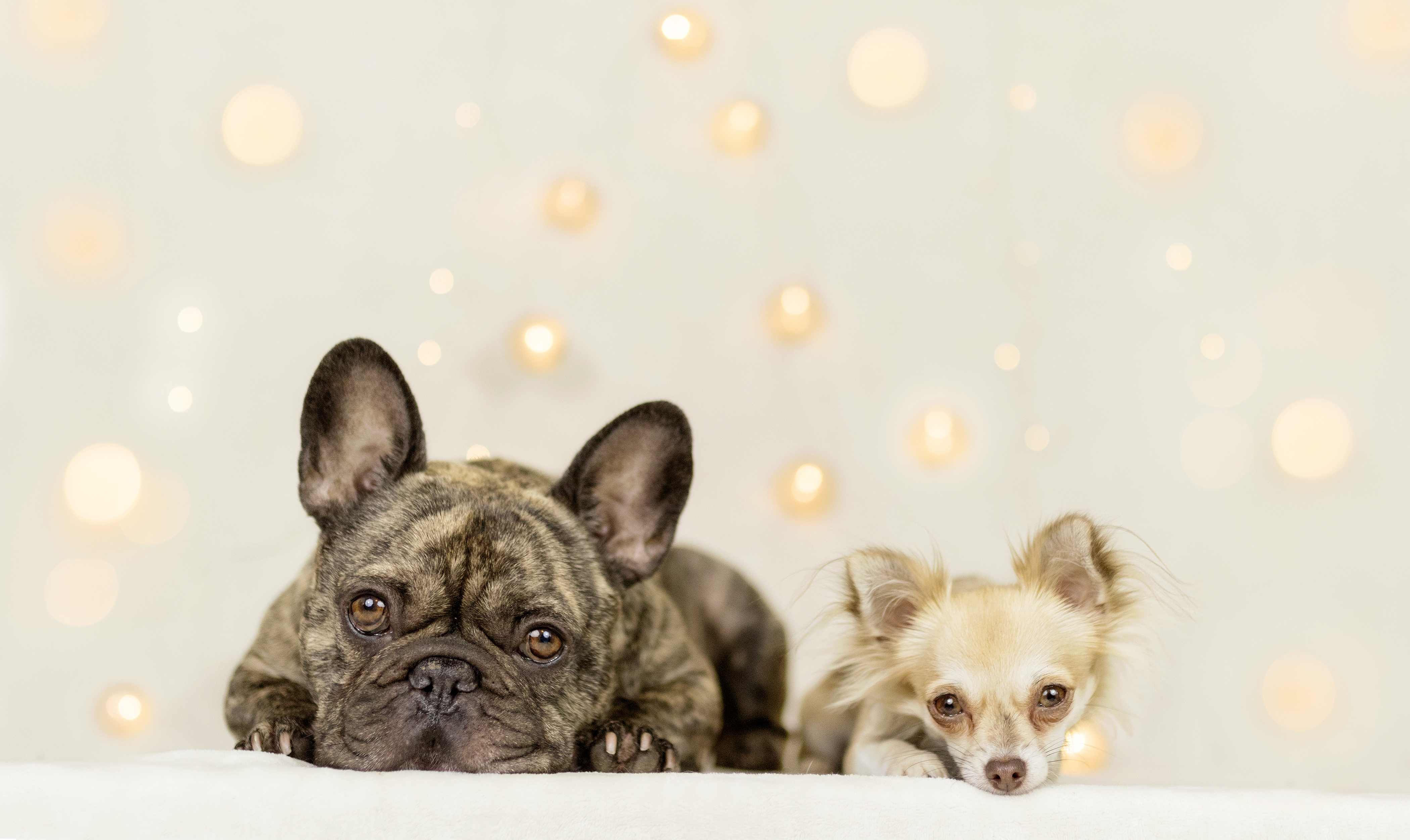 Handy-Wallpaper Tiere, Hunde, Hund, Chihuahua, Französisch Bulldogge kostenlos herunterladen.