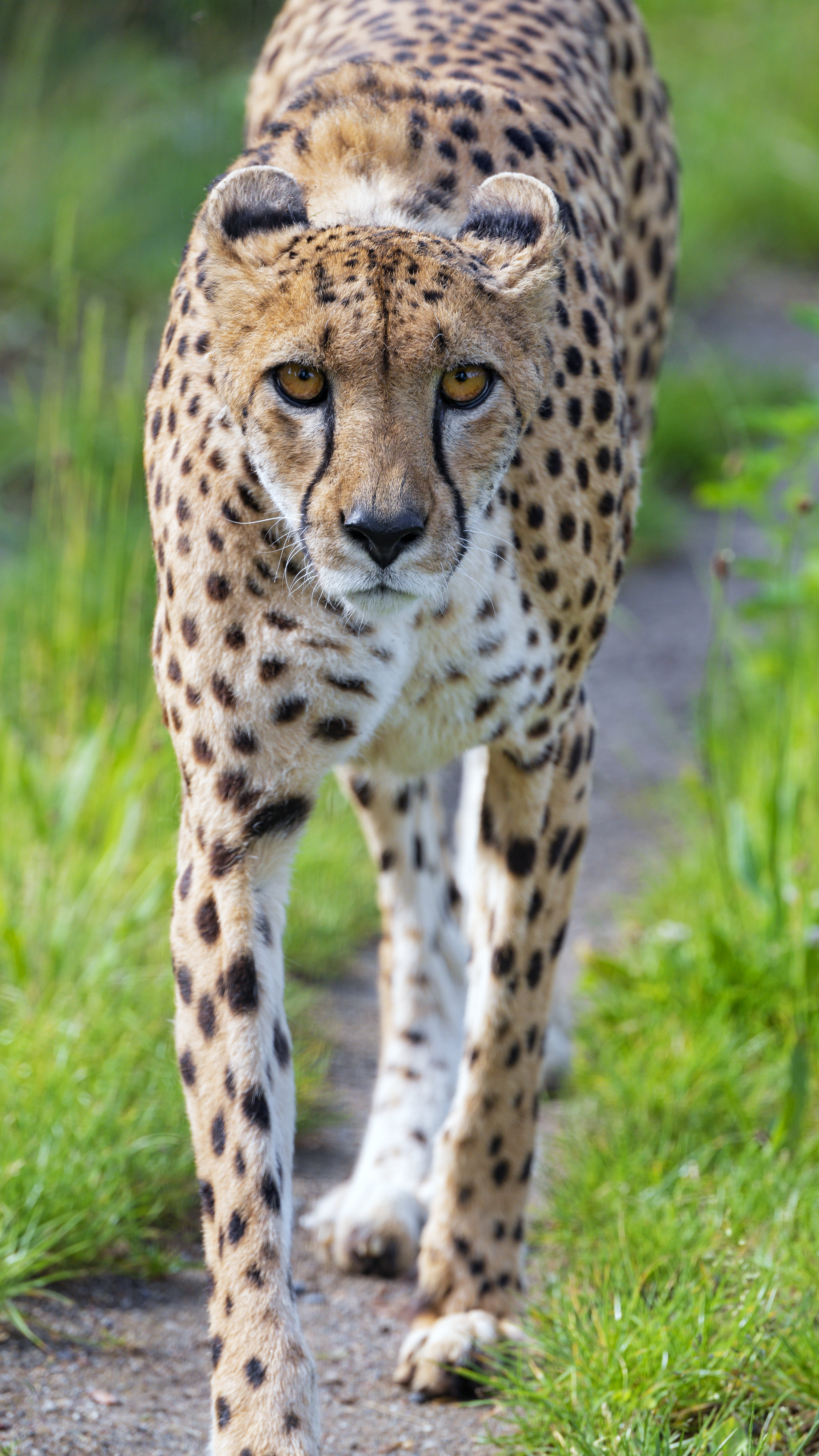 Download mobile wallpaper Cheetah, Muzzle, Sight, Opinion, Animals, Predator, Big Cat for free.