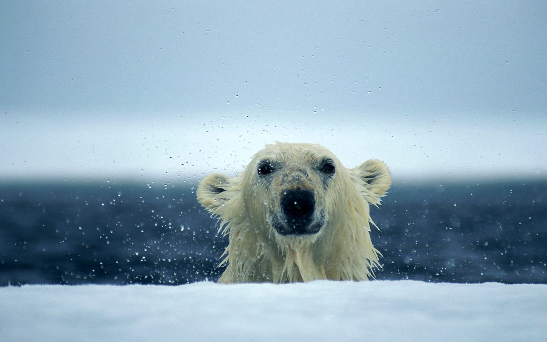 Скачать обои бесплатно Снег, Вода, Мокрый, Животные, Белый Медведь картинка на рабочий стол ПК