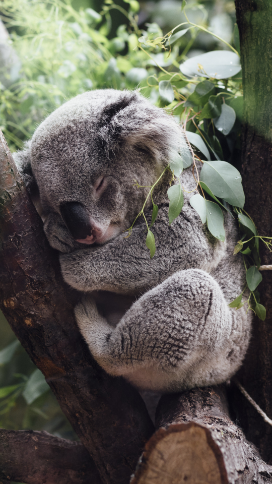 無料モバイル壁紙動物, コアラ, 睡眠をダウンロードします。