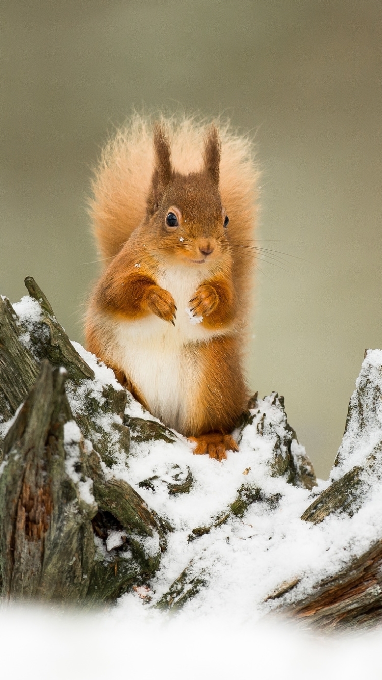 Handy-Wallpaper Tiere, Winter, Eichhörnchen, Schnee, Nagetier kostenlos herunterladen.