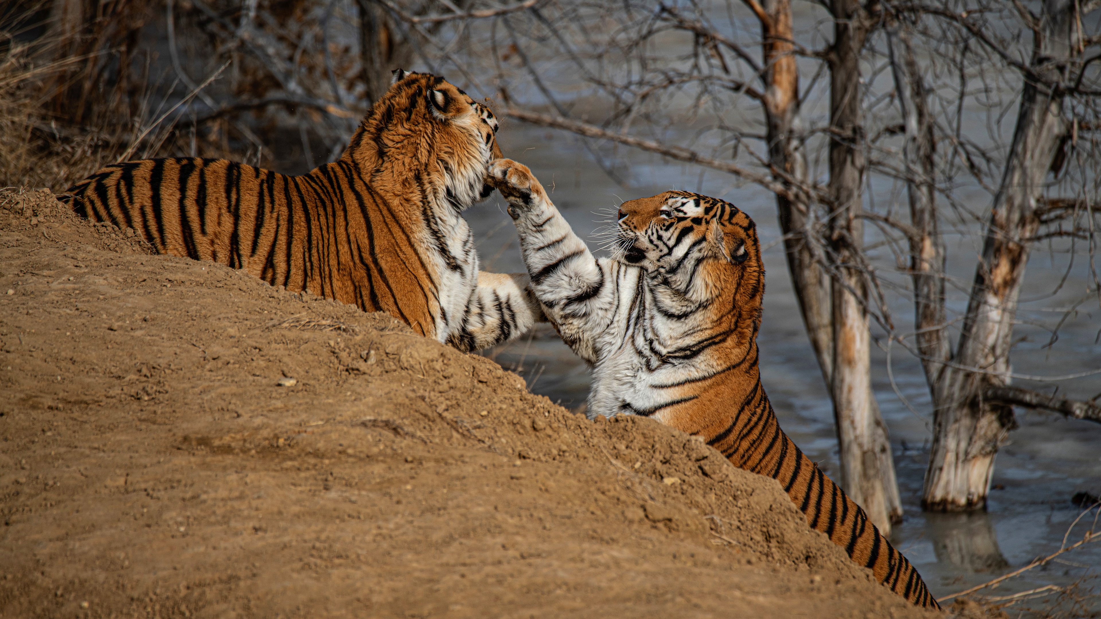 Téléchargez des papiers peints mobile Animaux, Chats, Tigre gratuitement.