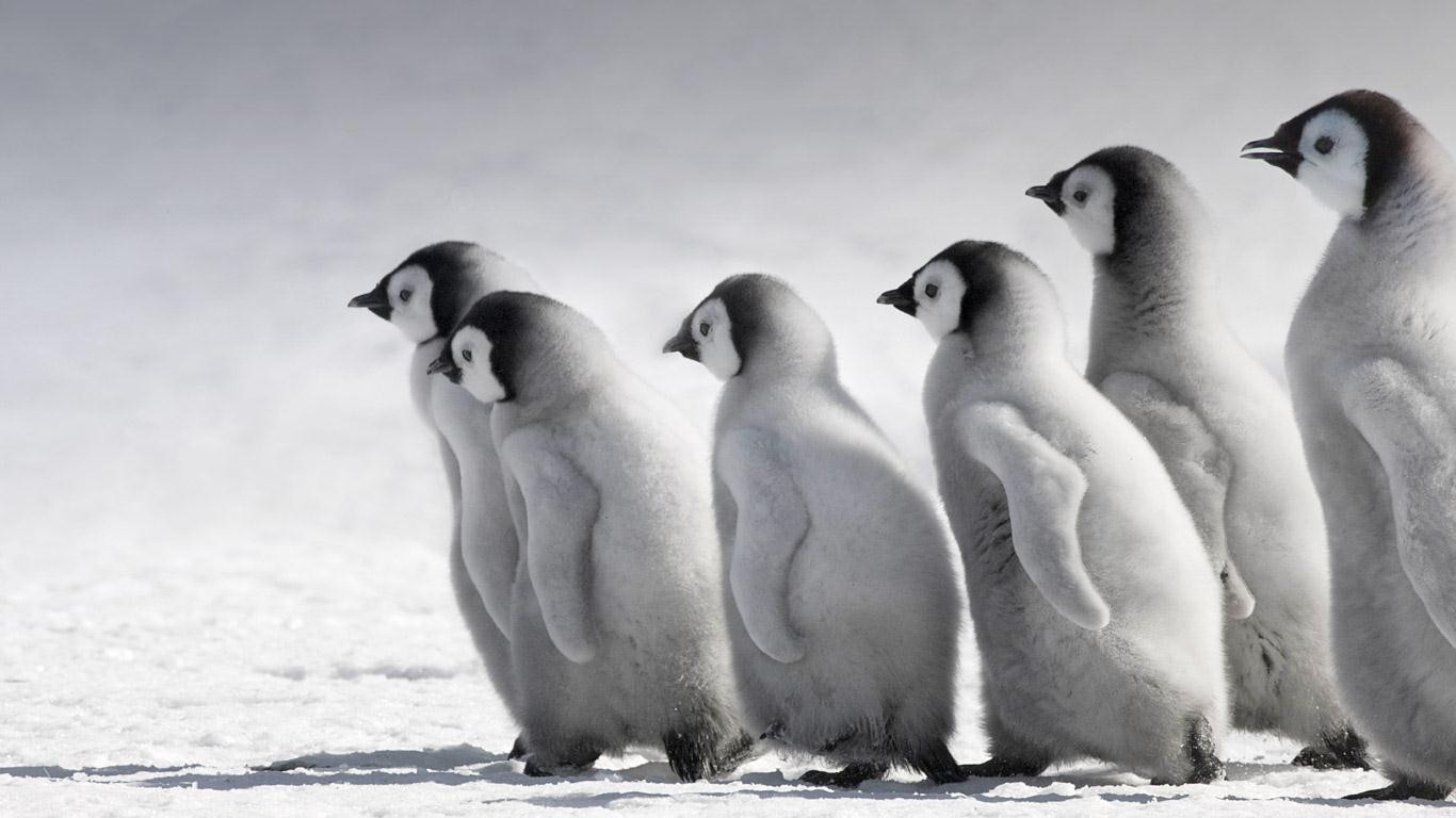 Скачать картинку Пингвин, Птицы, Животные в телефон бесплатно.