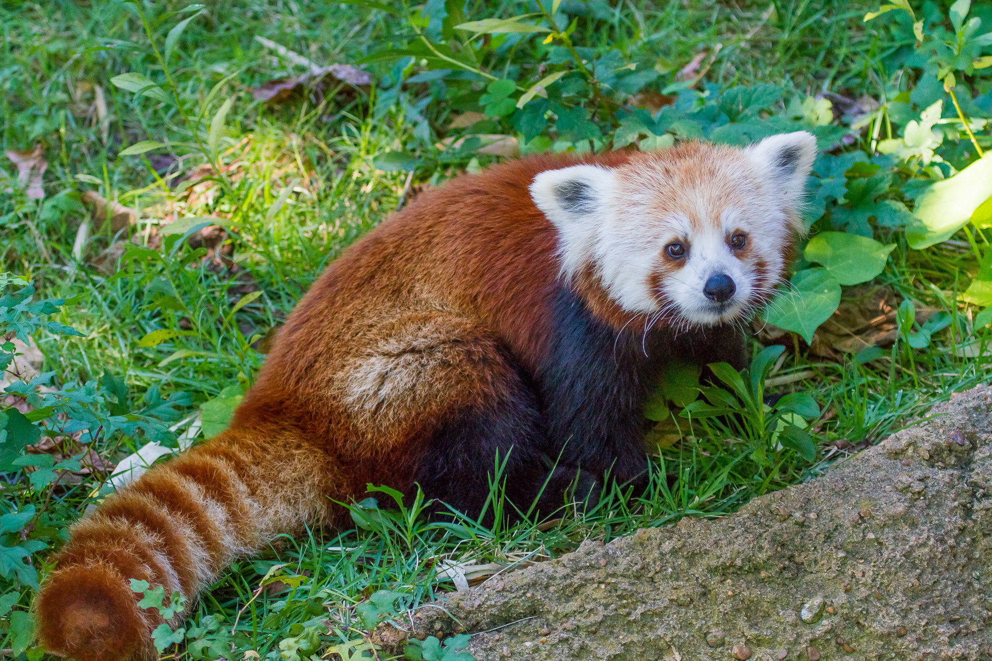 100212 завантажити картинку тварини, трава, смугастий, червона панда, мала панда, маленька панда - шпалери і заставки безкоштовно
