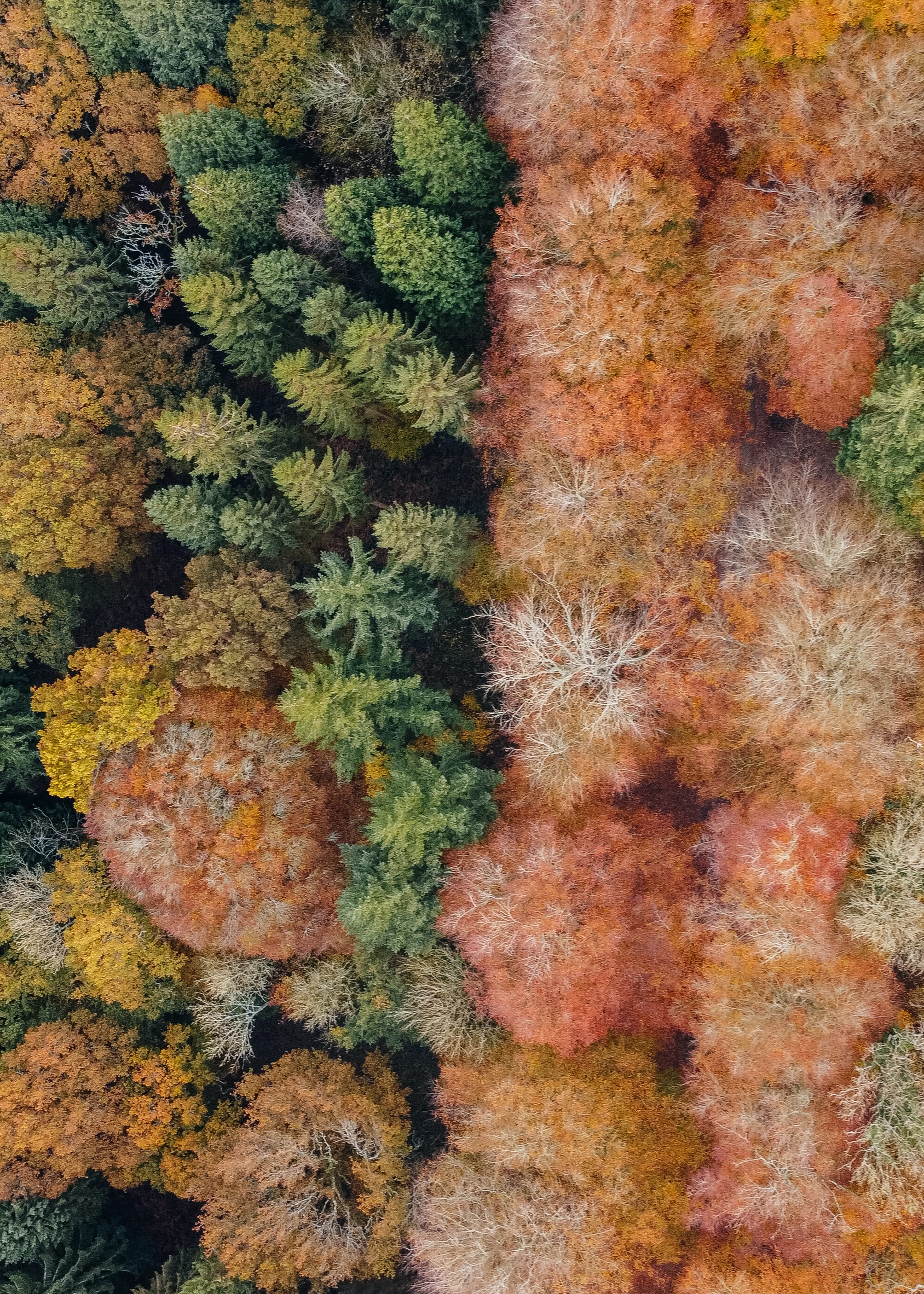 Download mobile wallpaper Autumn, Nature, Forest, Trees, View From Above for free.