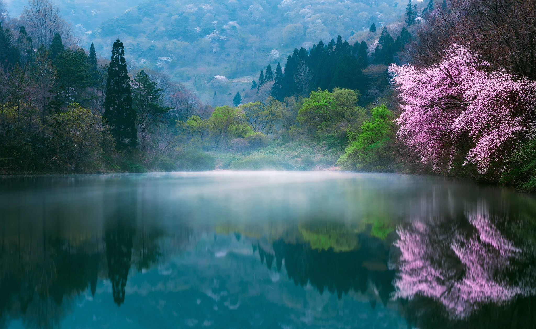 Download mobile wallpaper Nature, Lake, Reflection, Forest, Tree, Fog, Earth, Spring, Blossom for free.