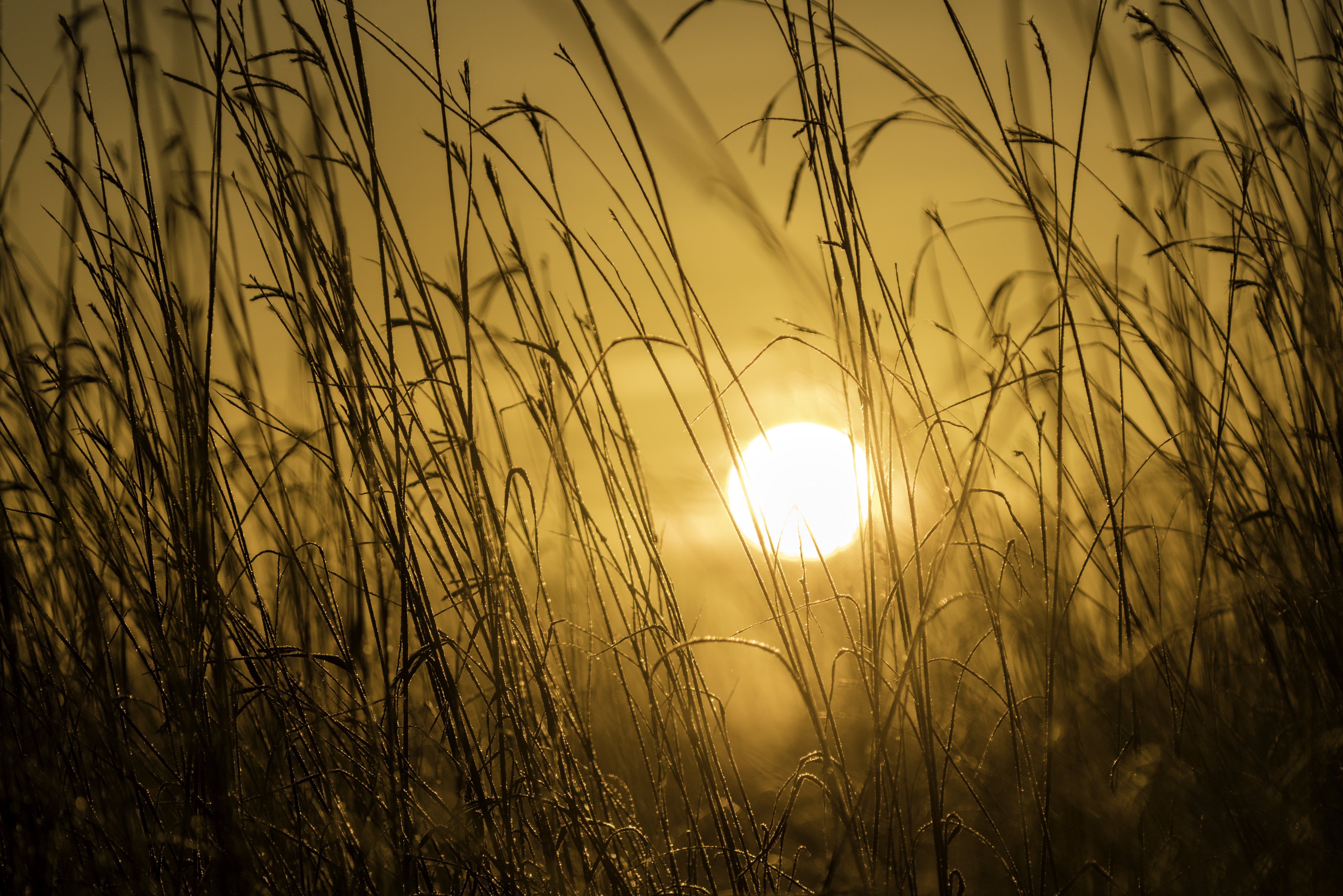 Download mobile wallpaper Grass, Nature, Sunset, Sun, Shine, Light for free.