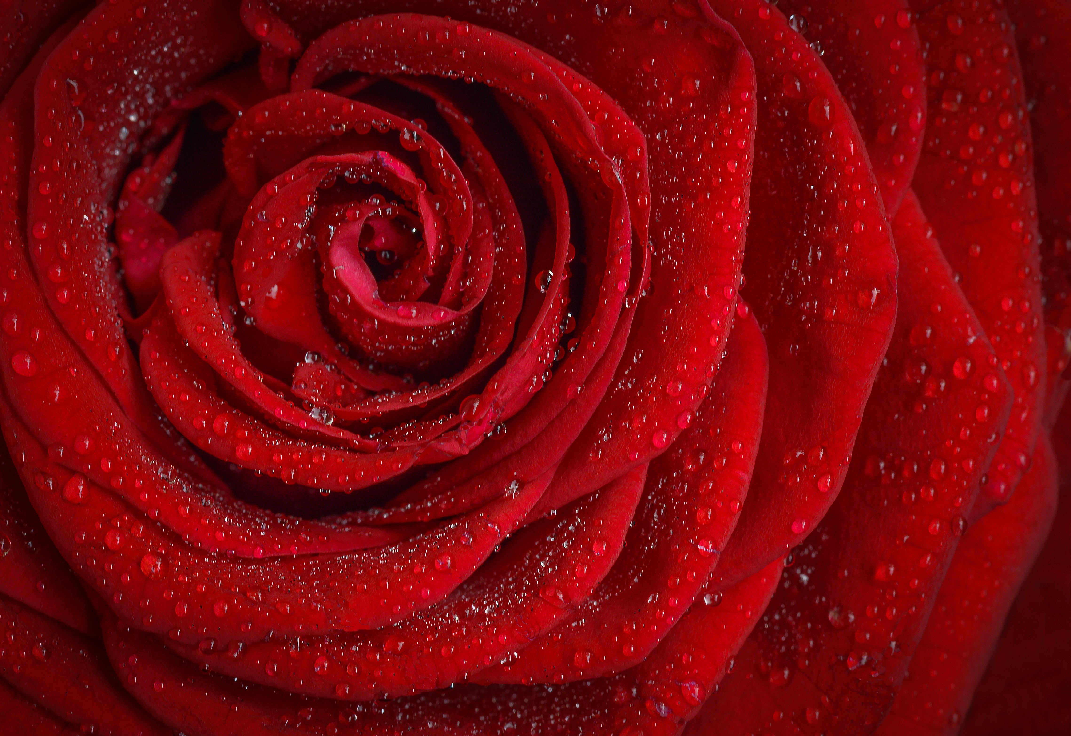 Descarga gratis la imagen Flores, Rosa, Flor, Rosa Roja, Flor Roja, Tierra/naturaleza, Gota De Agua, Macrofotografía en el escritorio de tu PC
