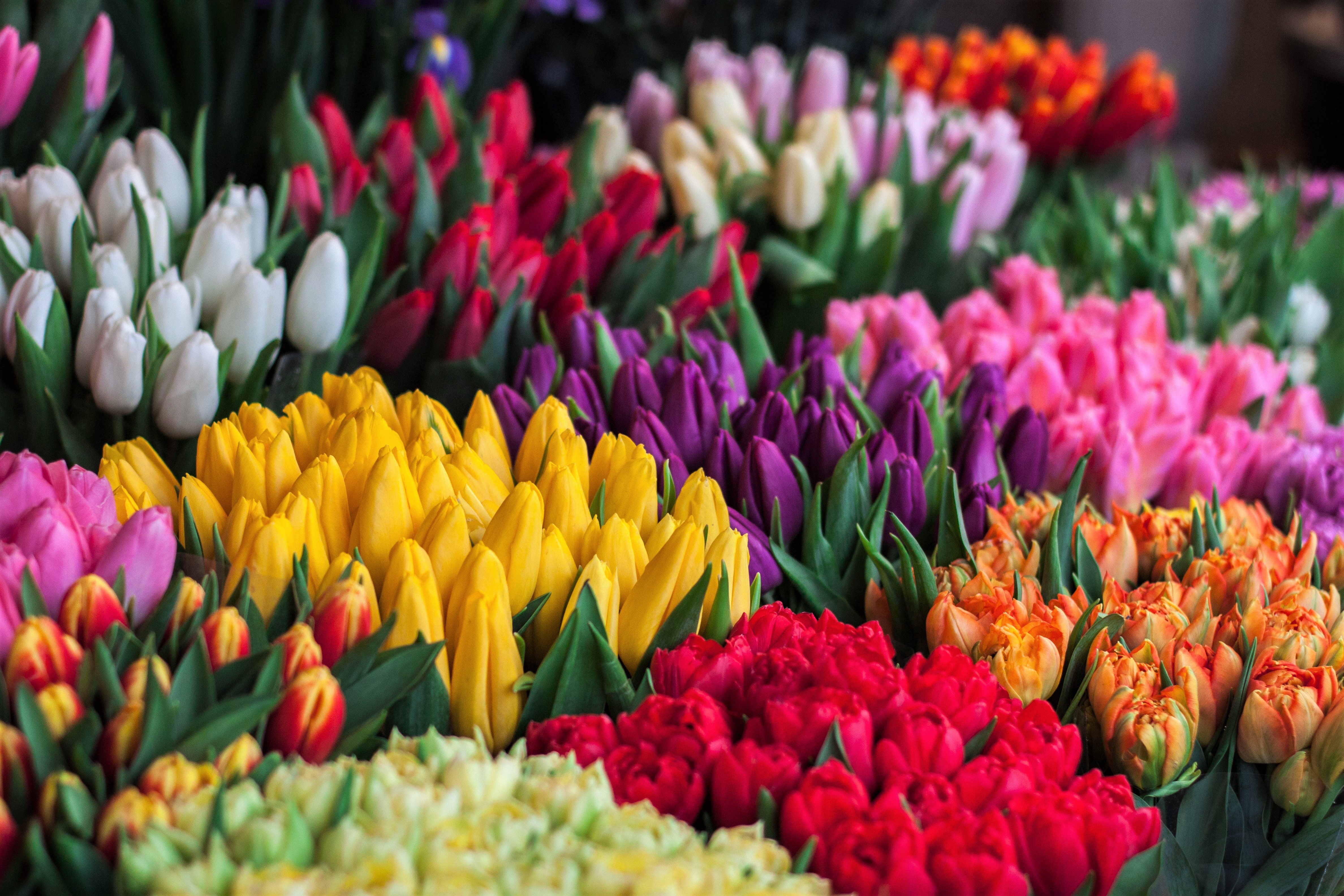 Laden Sie das Blumen, Blume, Farben, Bunt, Tulpe, Erde/natur-Bild kostenlos auf Ihren PC-Desktop herunter